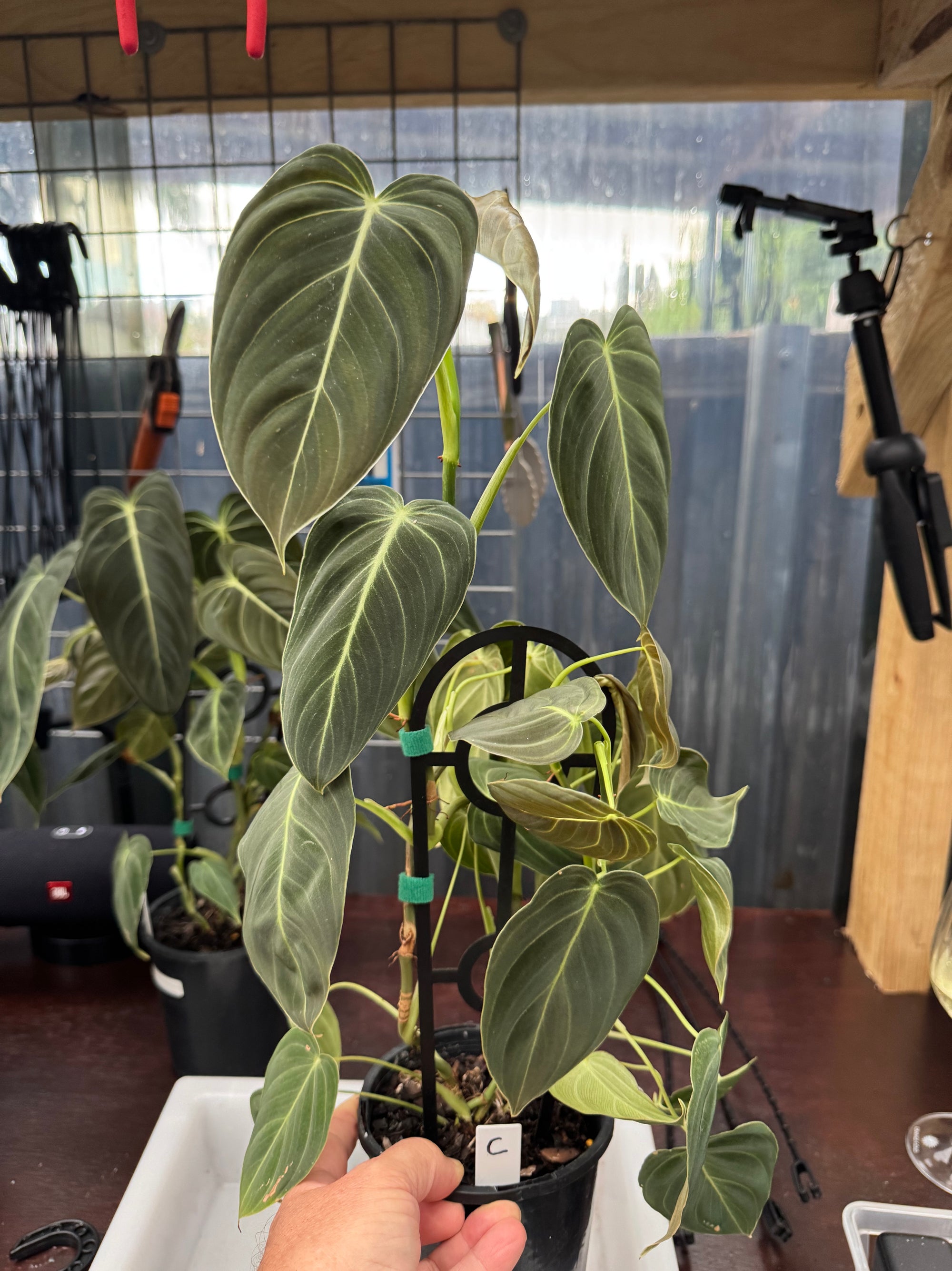 Philodendron melanochrysum