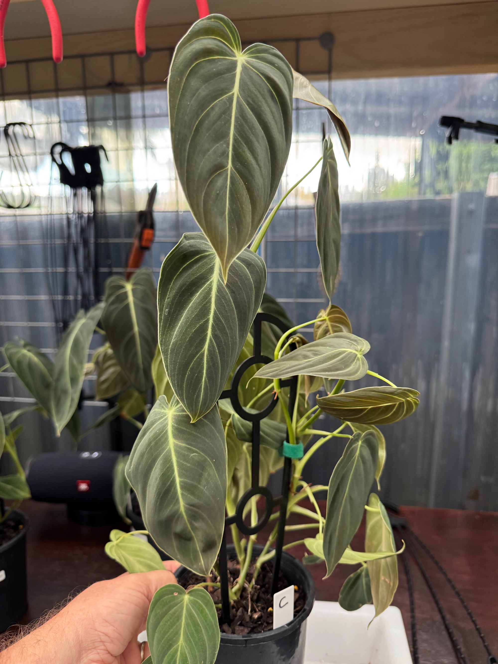 Philodendron melanochrysum