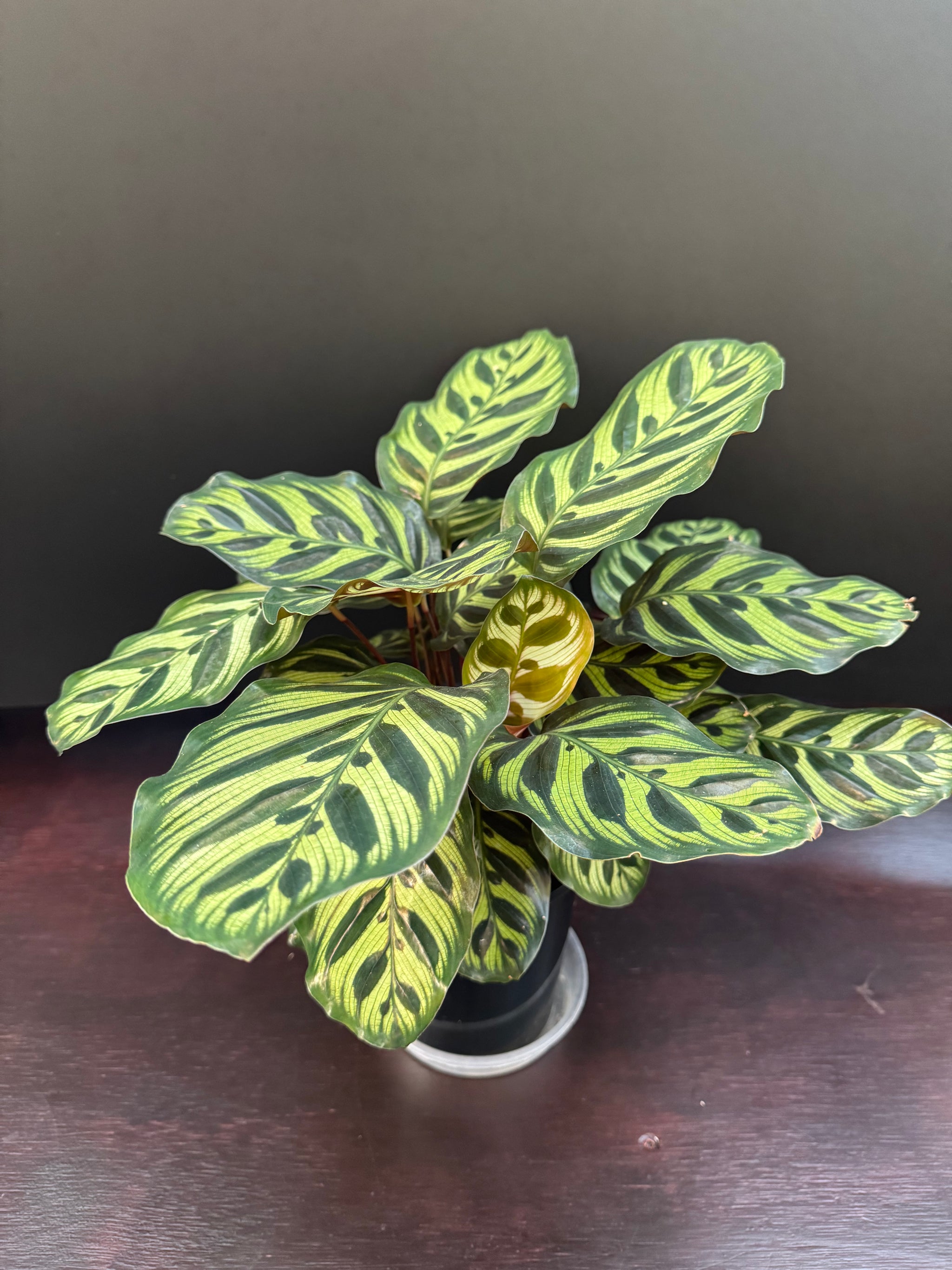 Calathea makoyana