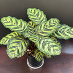 Calathea makoyana
