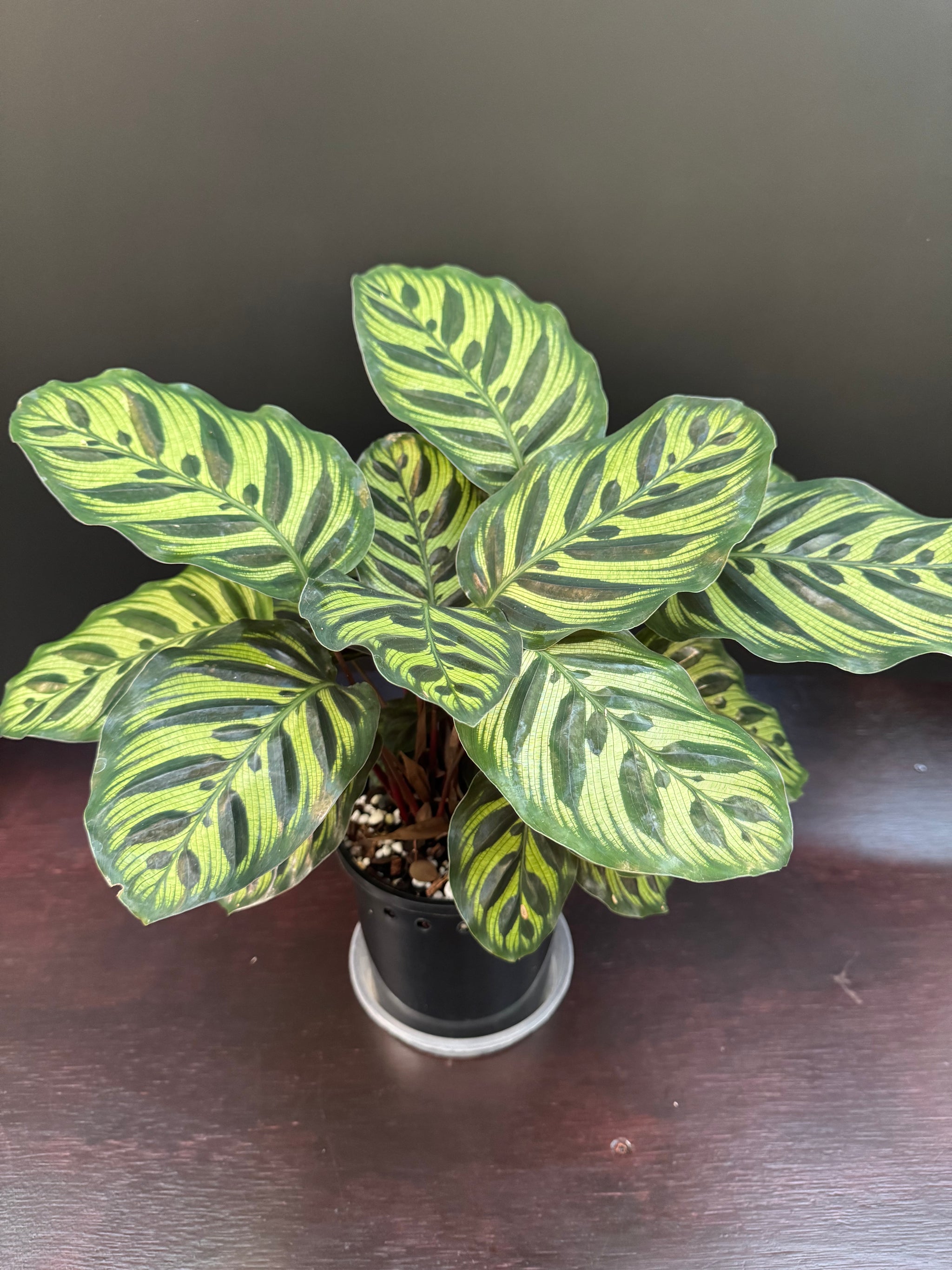 Calathea makoyana