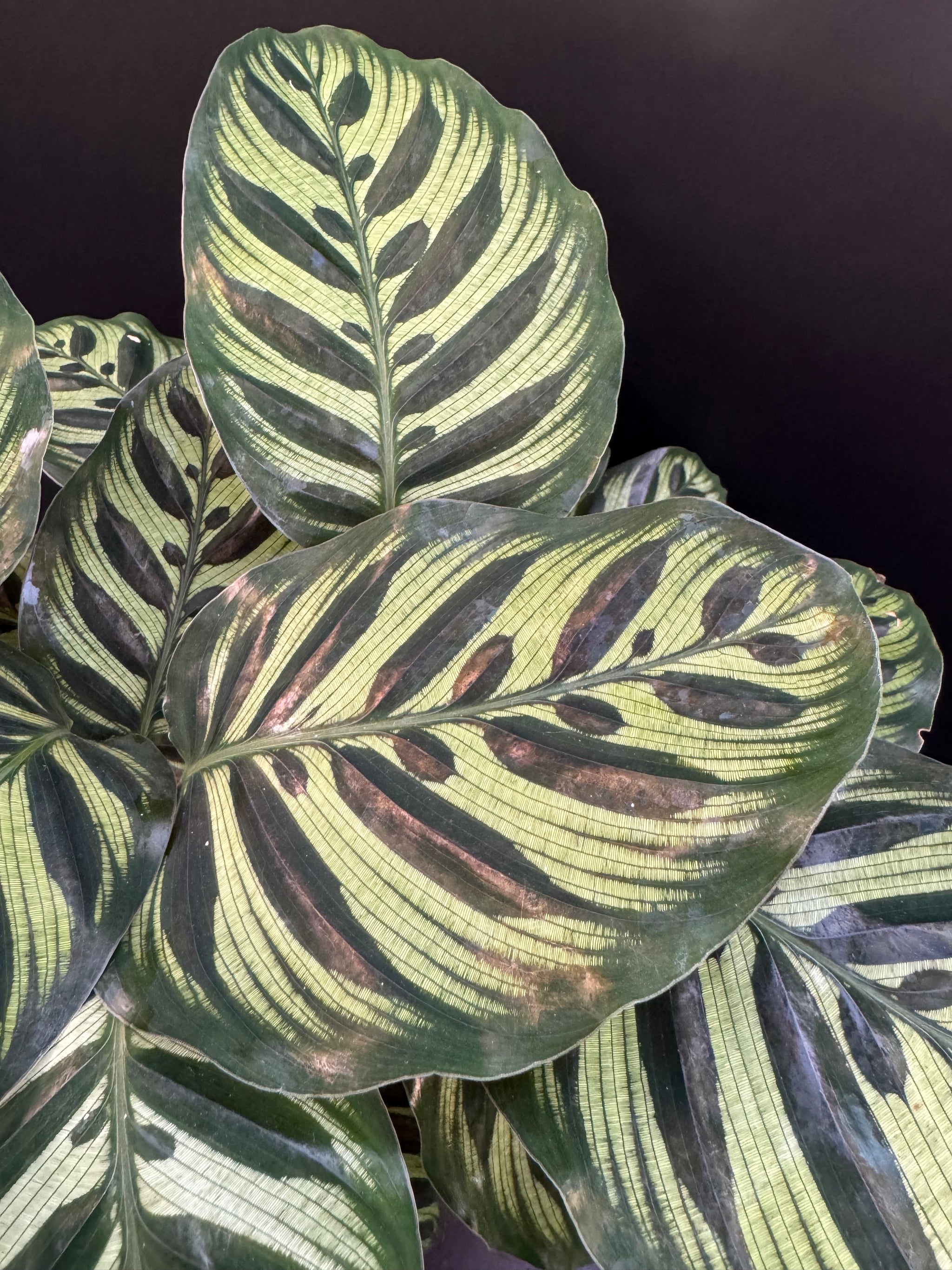 Calathea makoyana