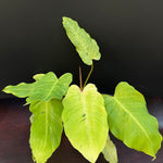 Philodendron 'Snowdrift'