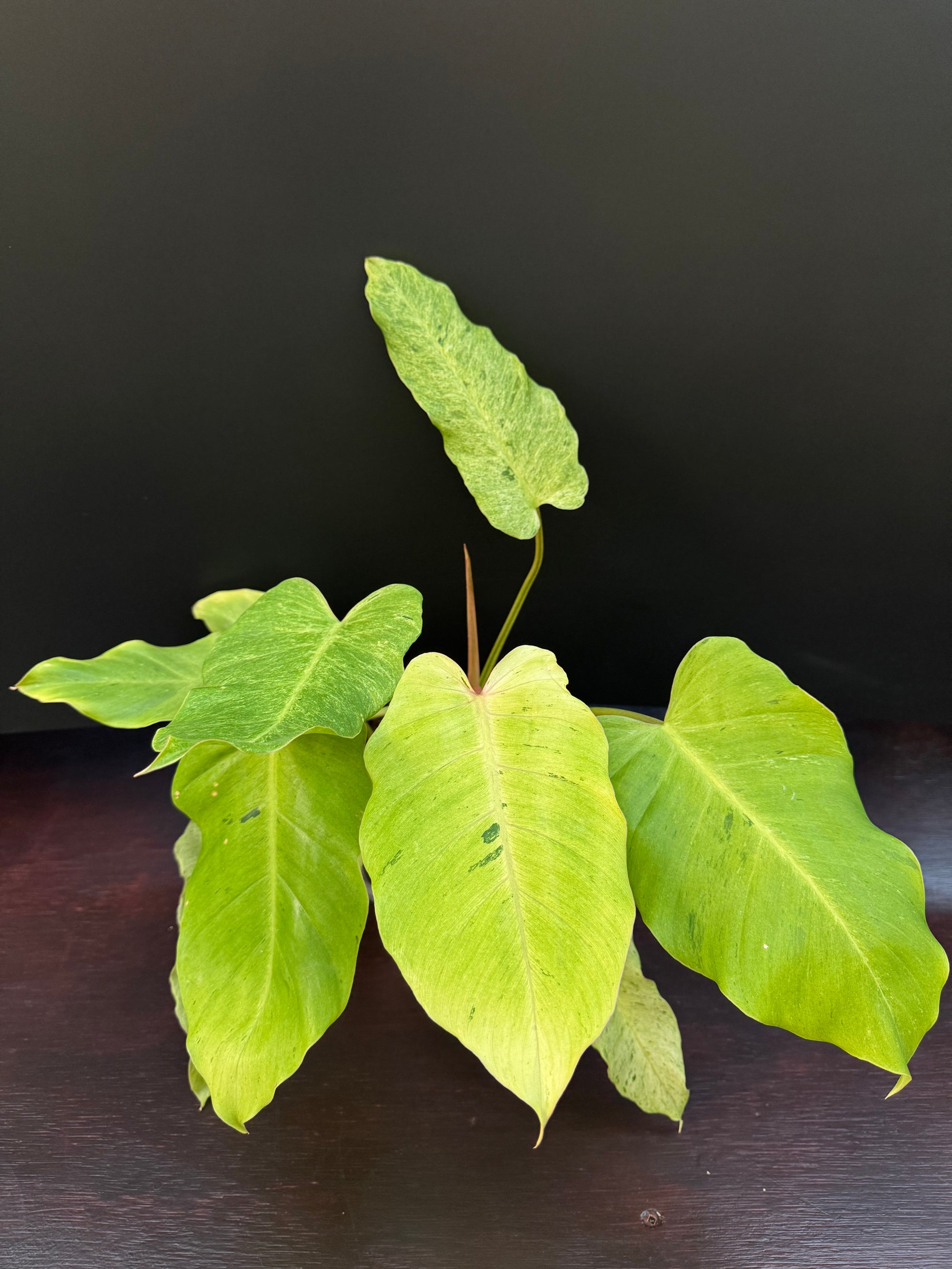 Philodendron 'Snowdrift'