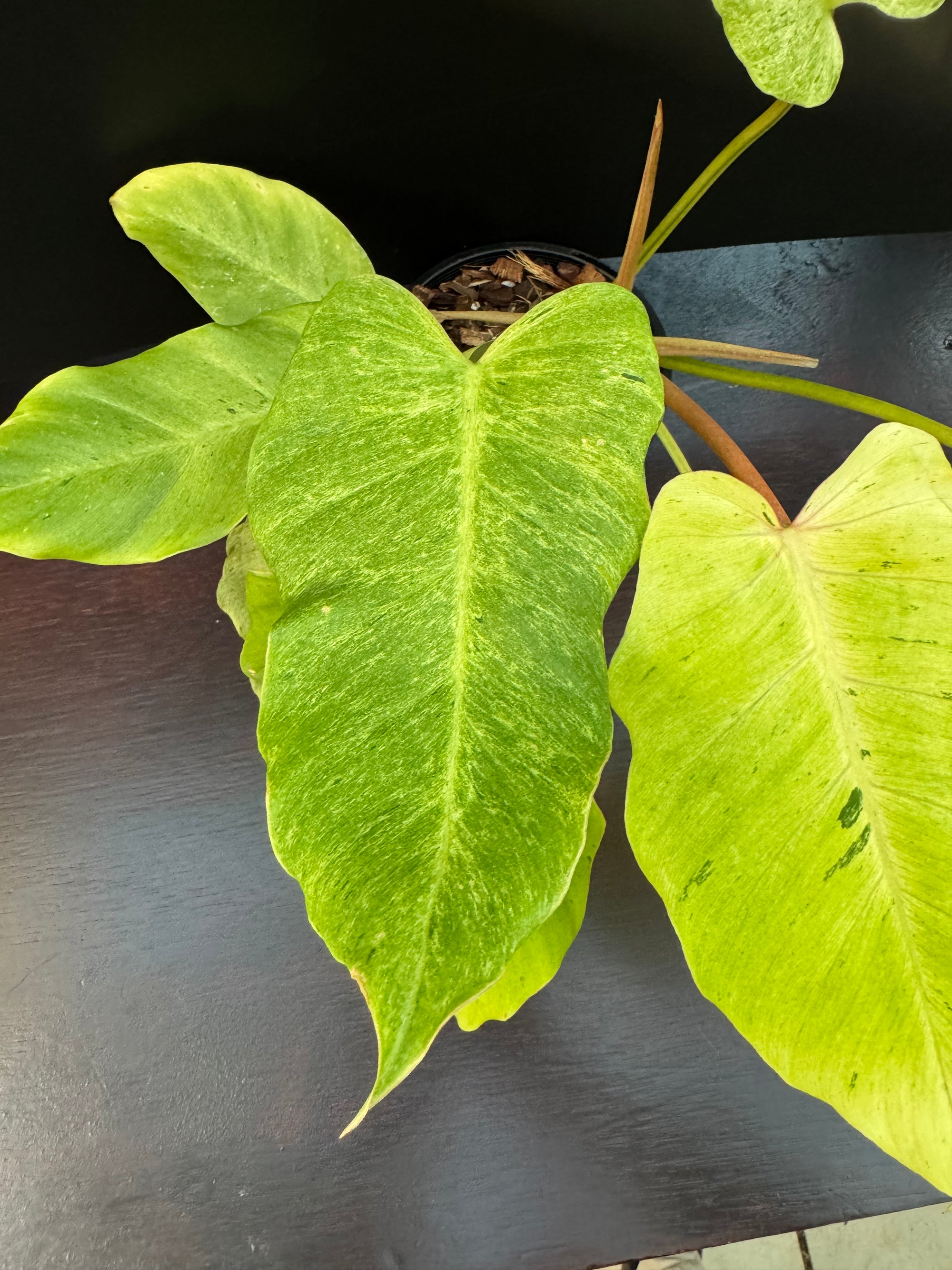 Philodendron 'Snowdrift'