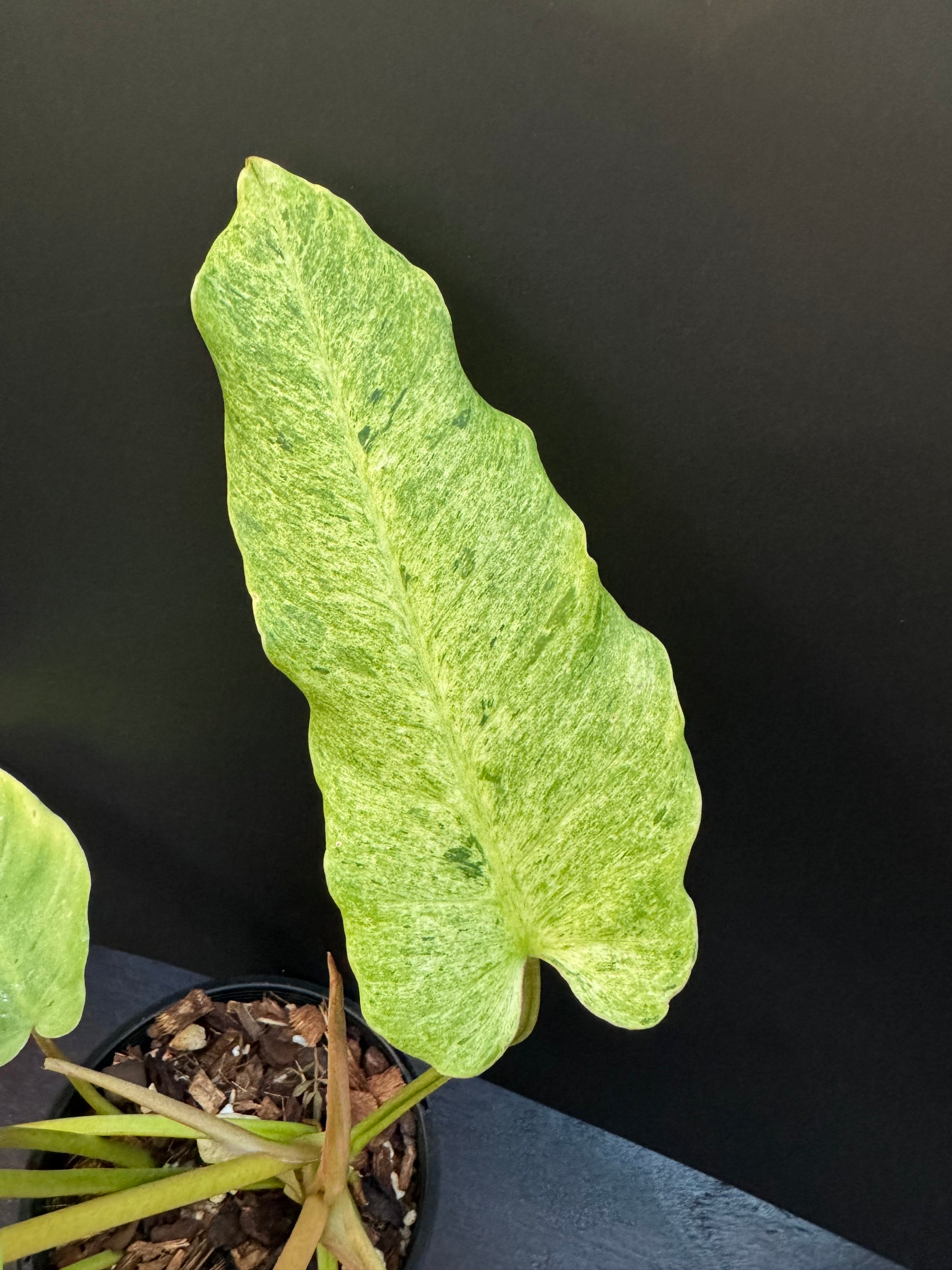 Philodendron 'Snowdrift'