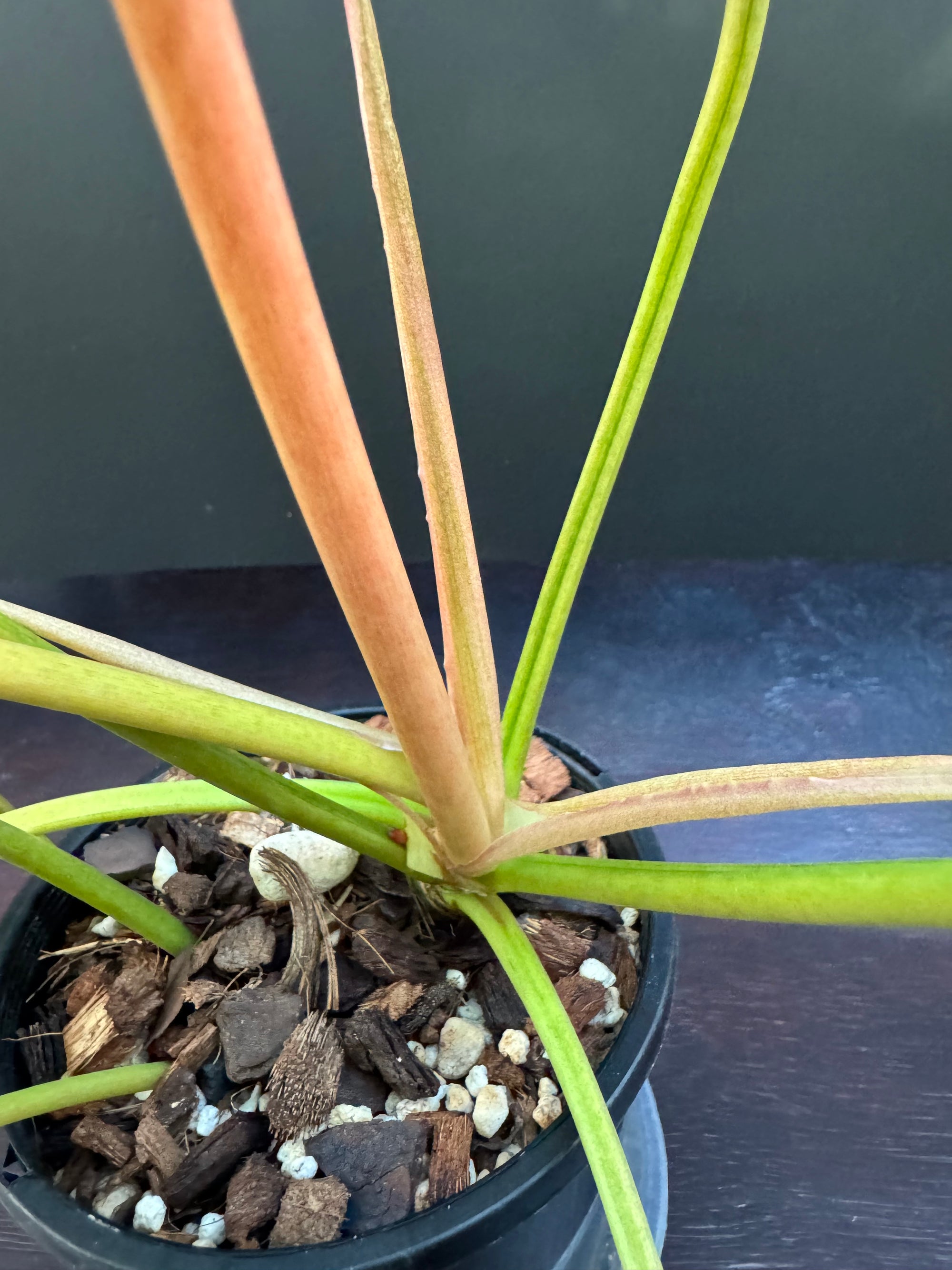 Philodendron 'Snowdrift'