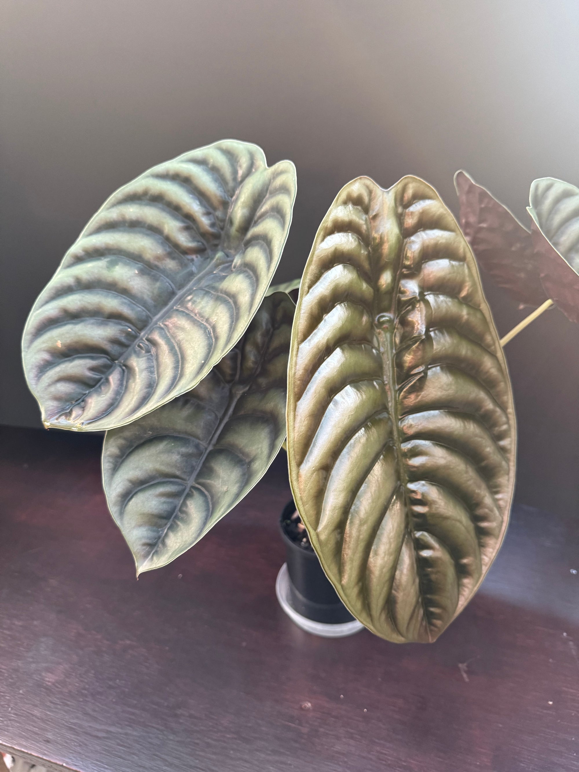 Alocasia cuprea