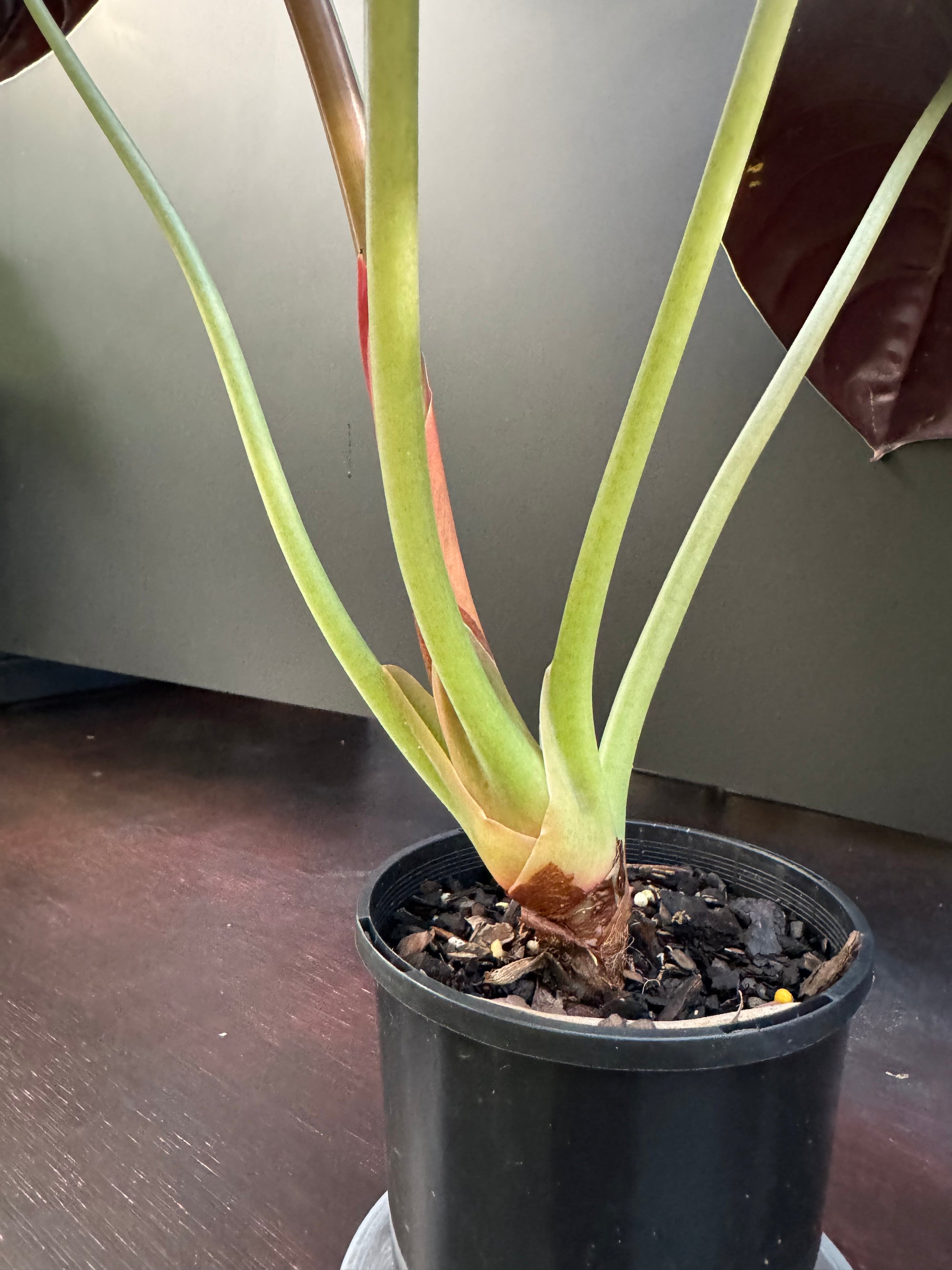 Alocasia cuprea