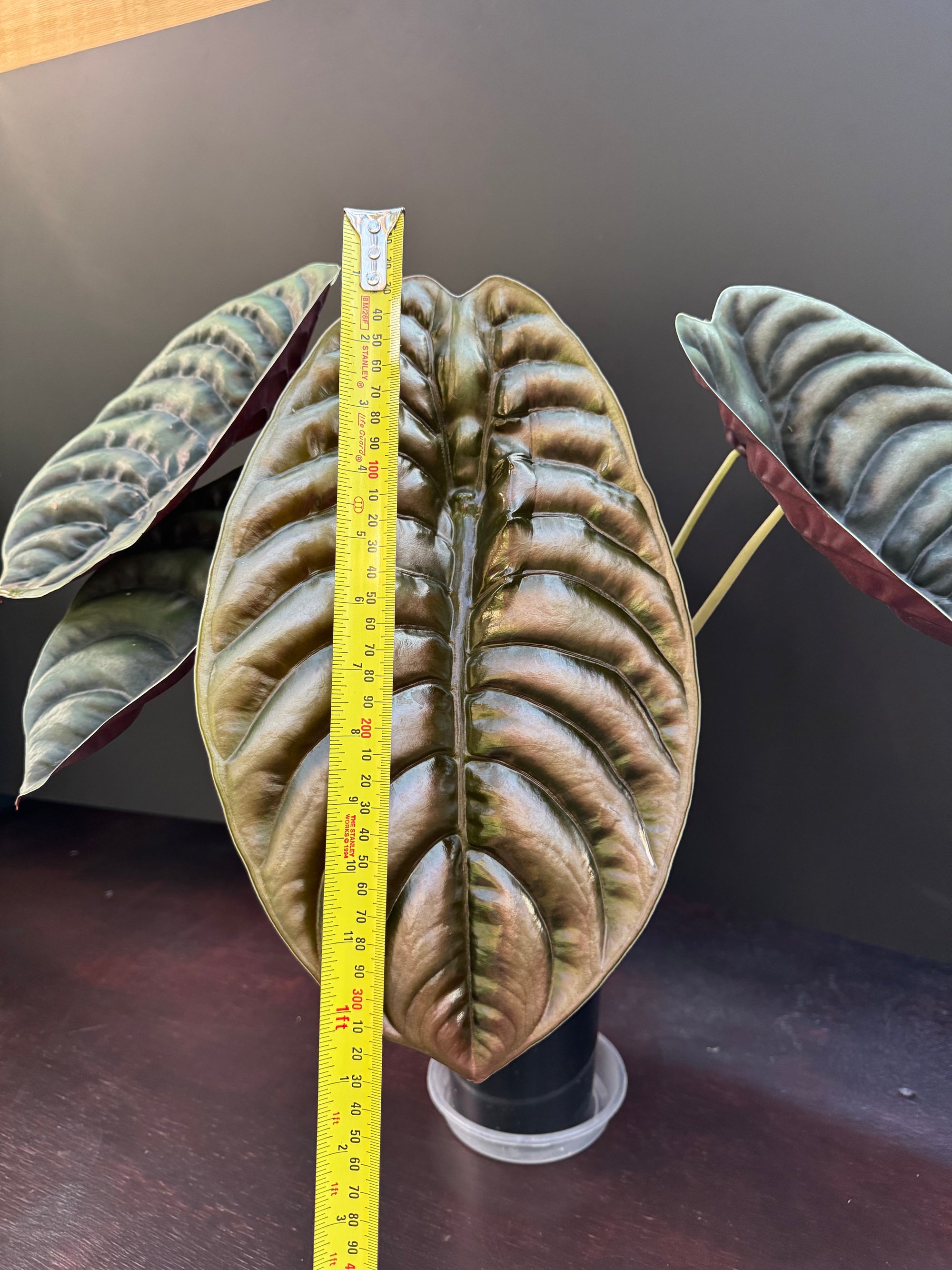 Alocasia cuprea