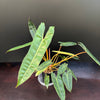 Philodendron billietiae - Medium