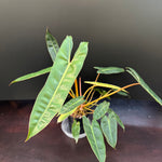 Philodendron billietiae - Medium