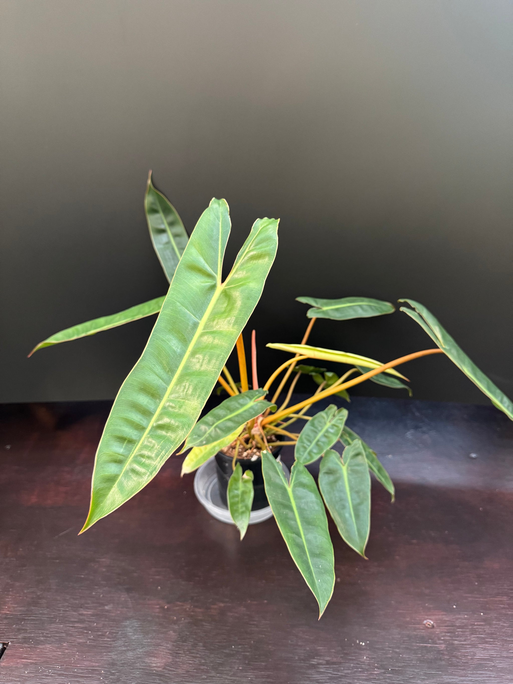 Philodendron billietiae - Medium