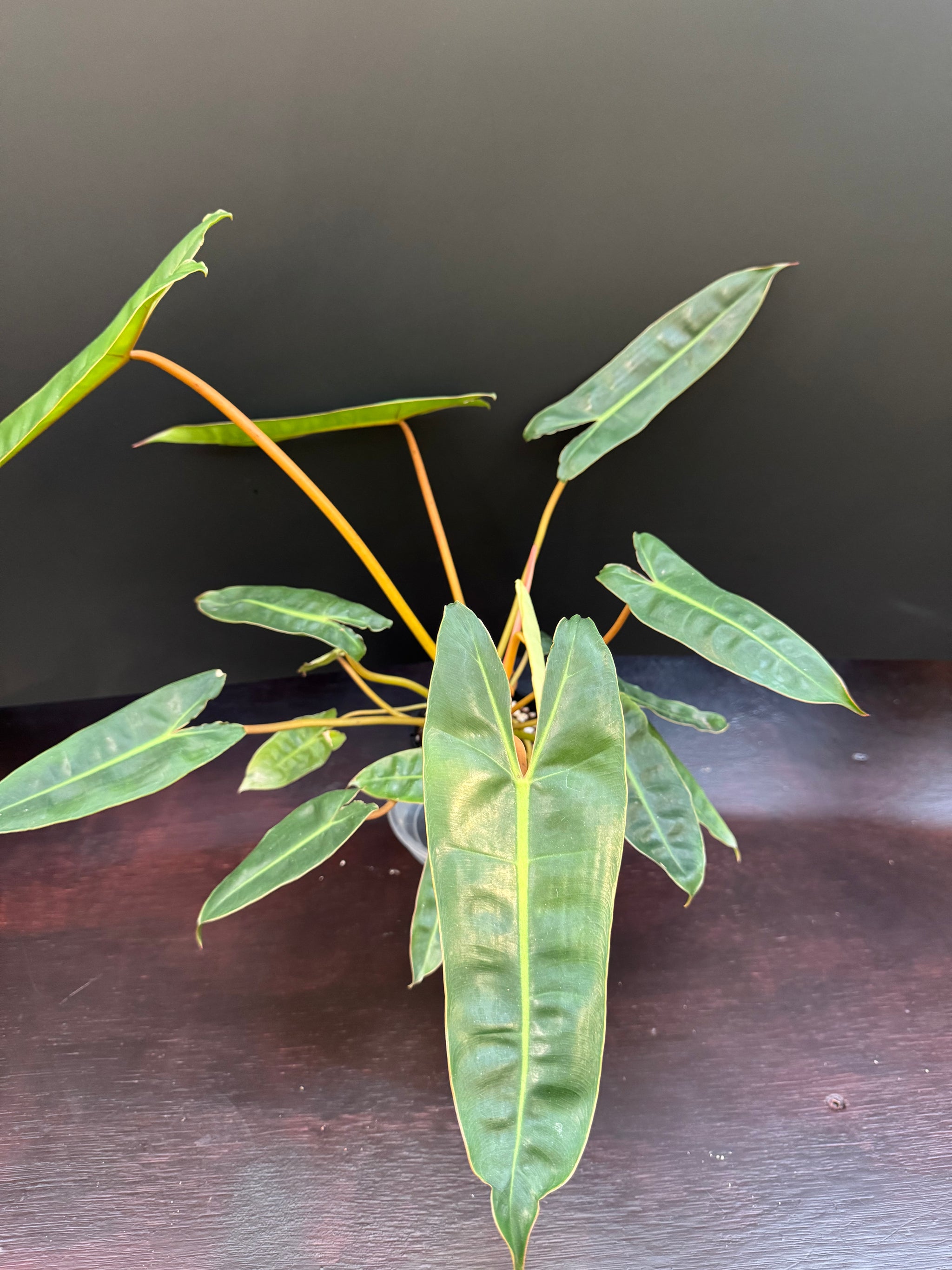 Philodendron billietiae - Medium