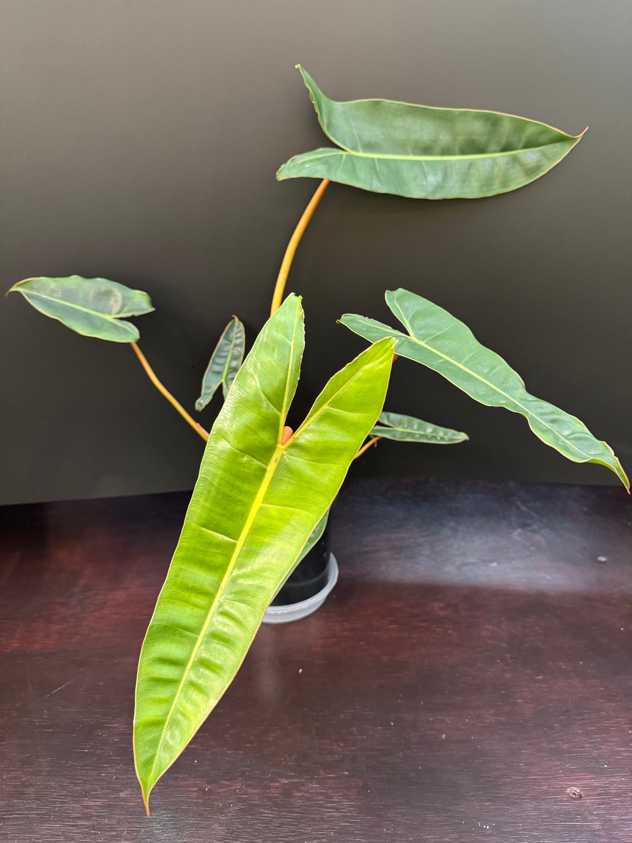 Philodendron billietiae - Medium