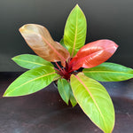 Philodendron 'Prince of Orange'