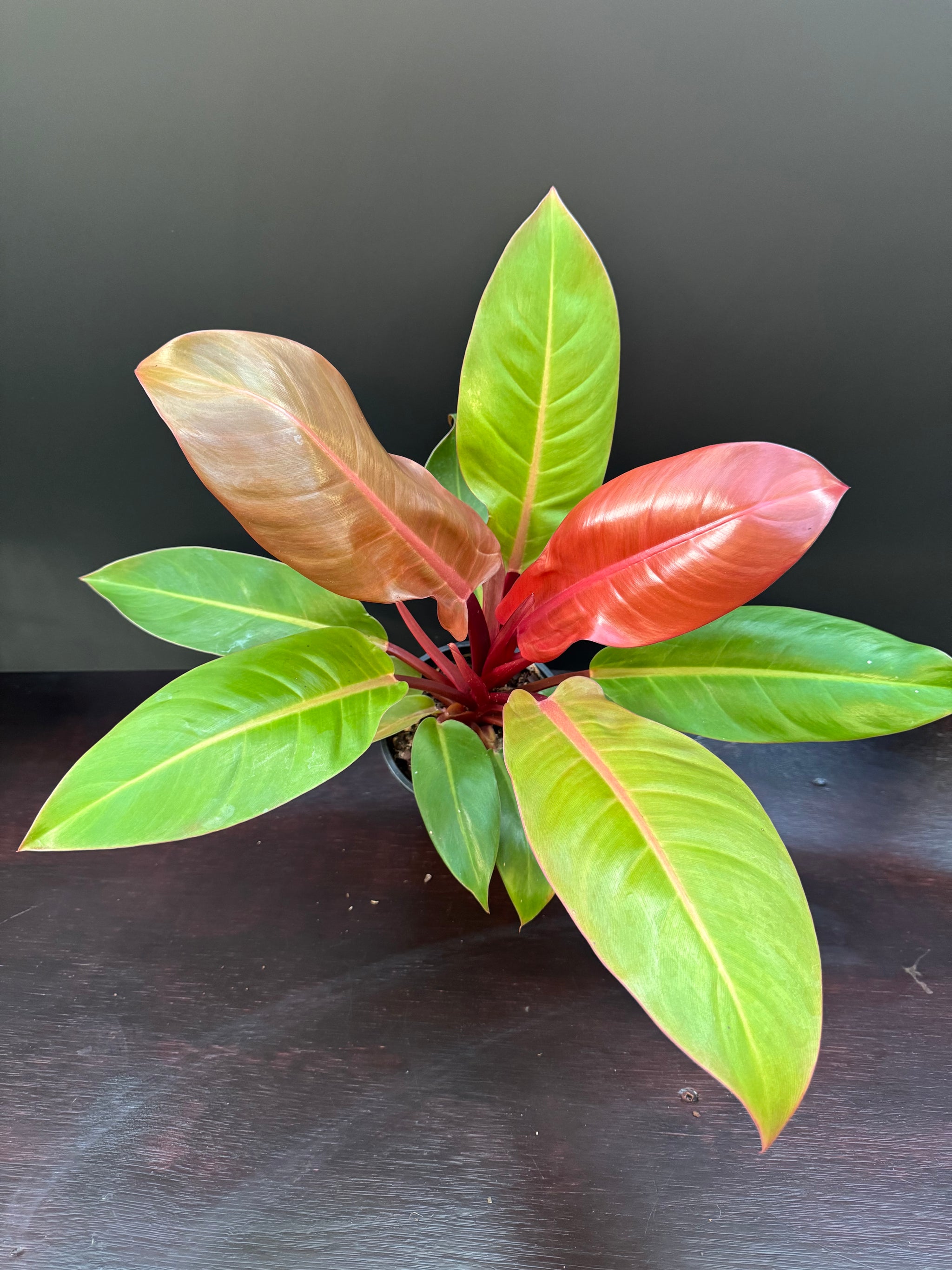 Philodendron 'Prince of Orange'