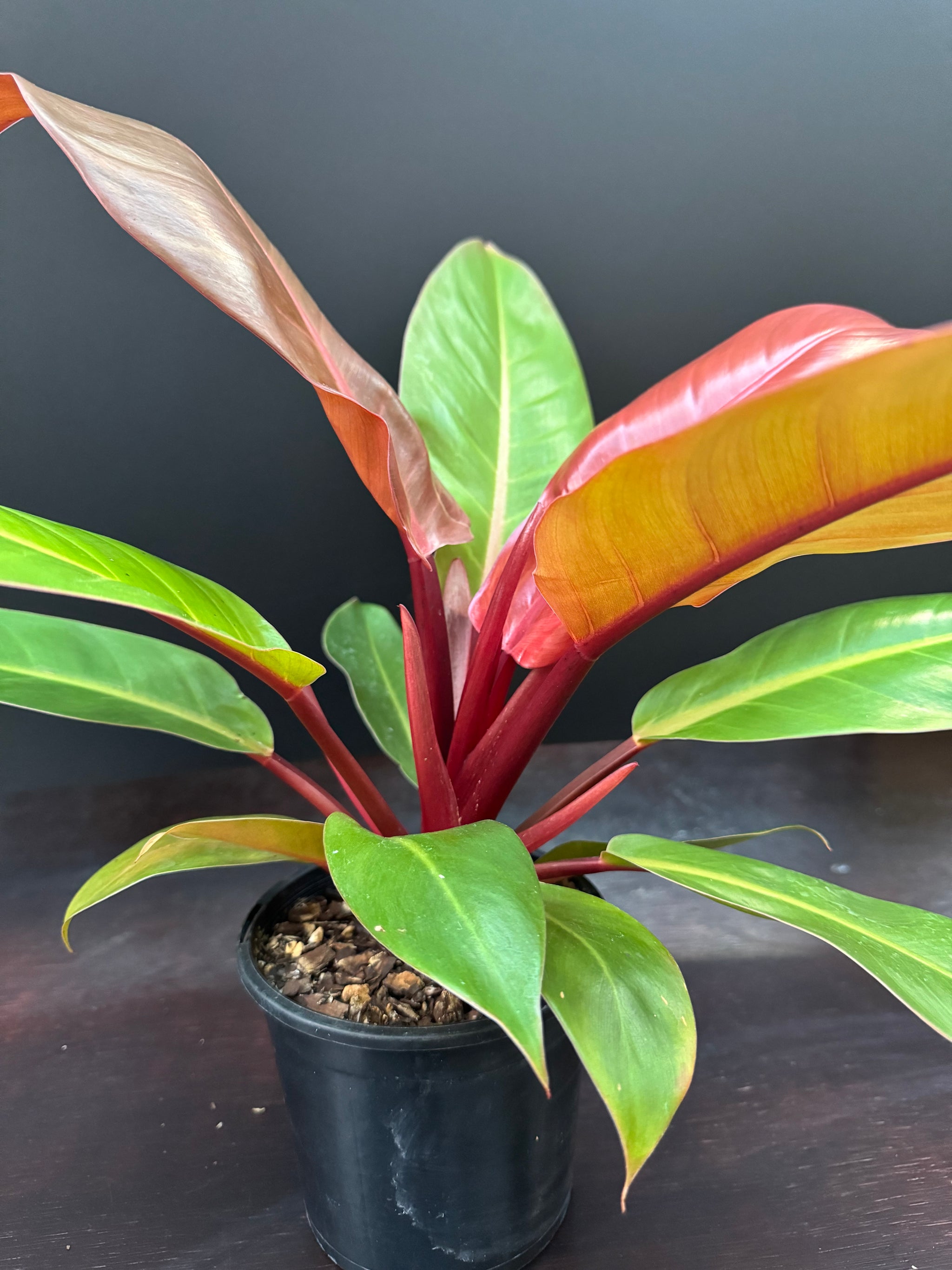 Philodendron 'Prince of Orange'