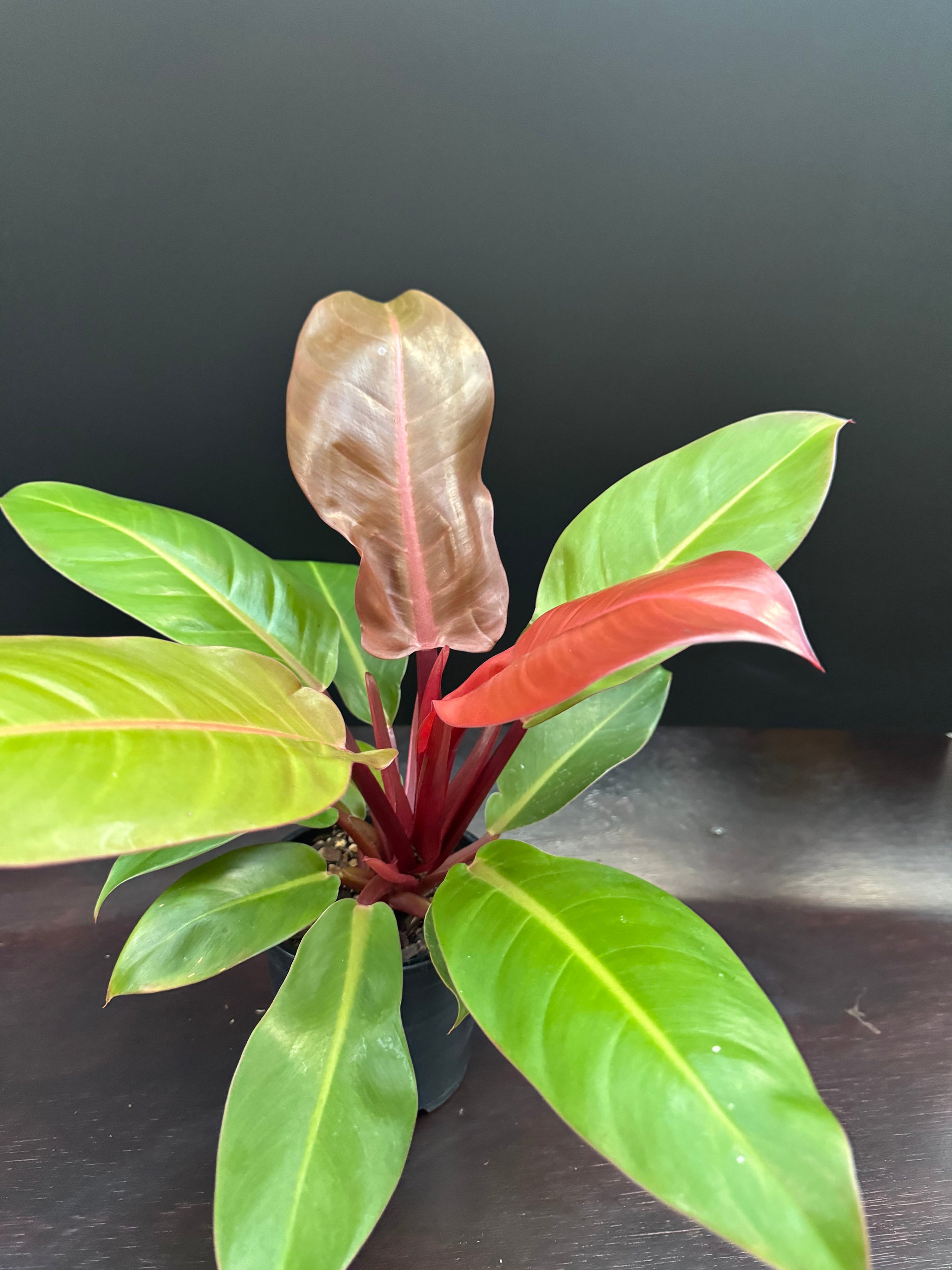 Philodendron 'Prince of Orange'