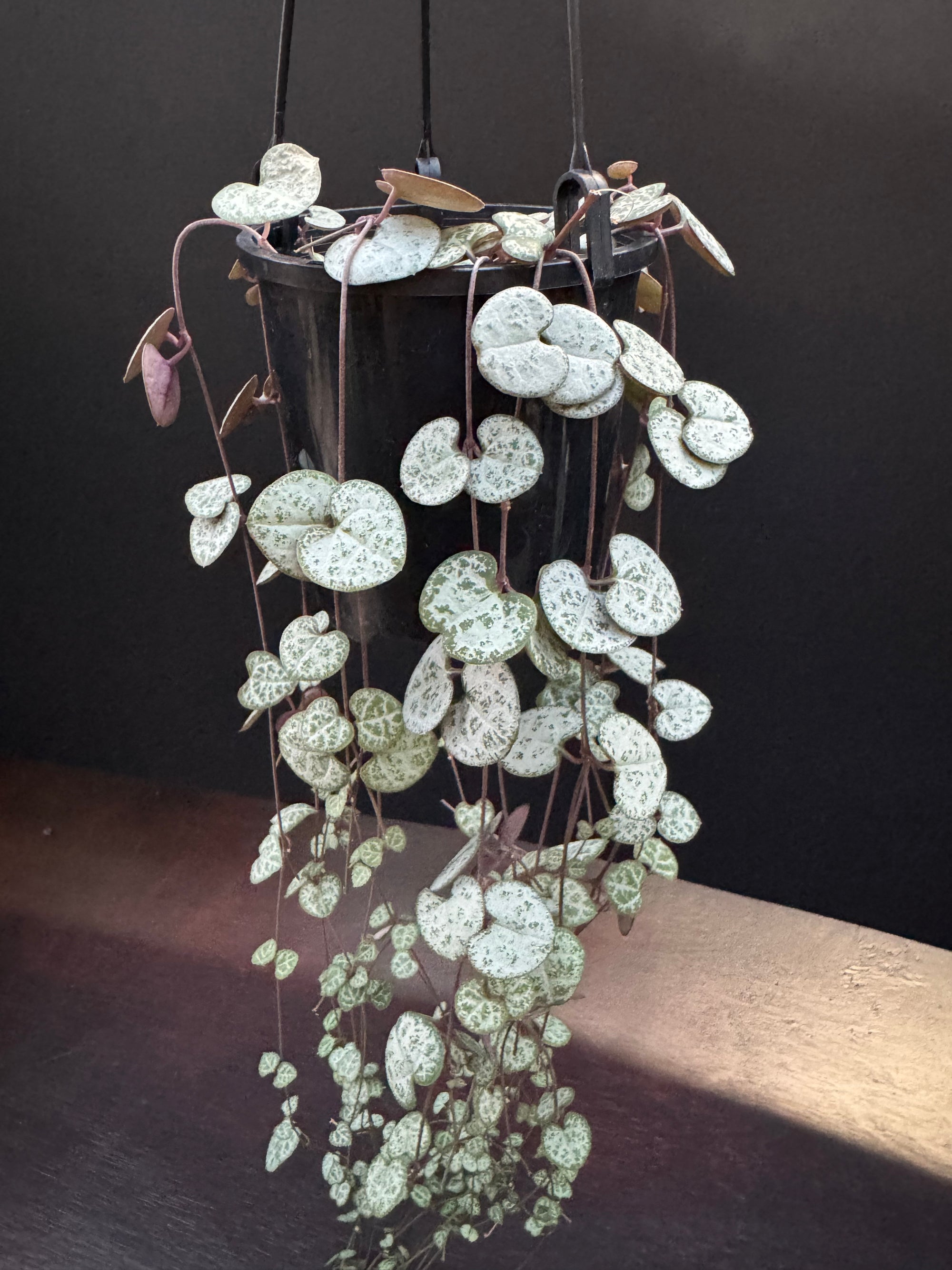 String Of Hearts