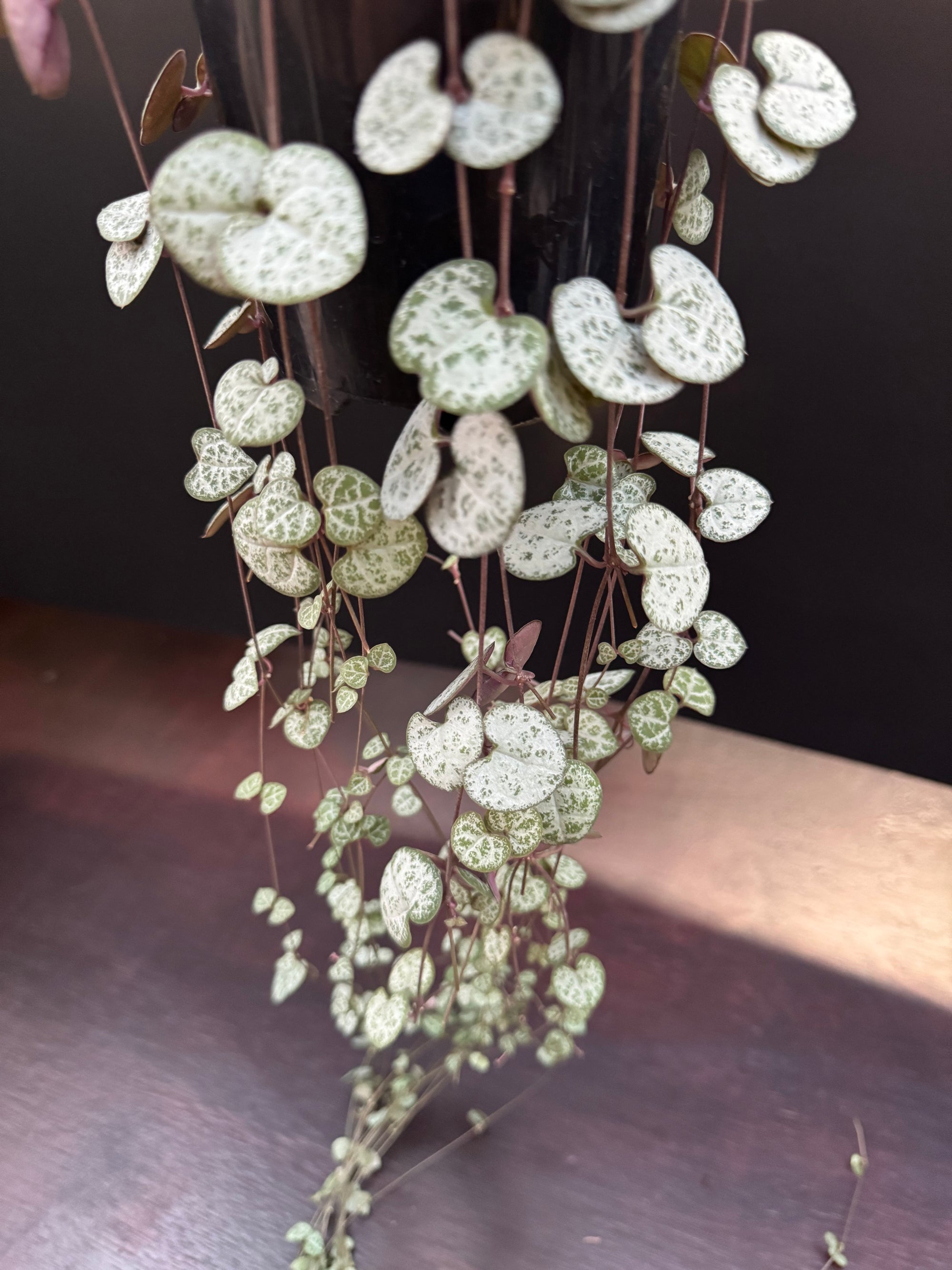 String Of Hearts