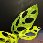 Monstera adansonii 'Indonesian Form' (Indonesian Marble/Mint)