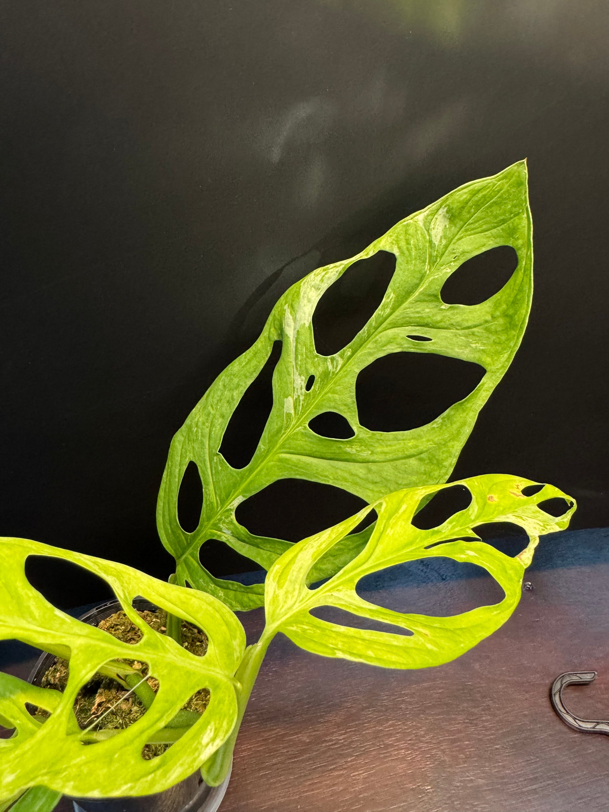 Monstera adansonii 'Indonesian Form' (Indonesian Marble/Mint)