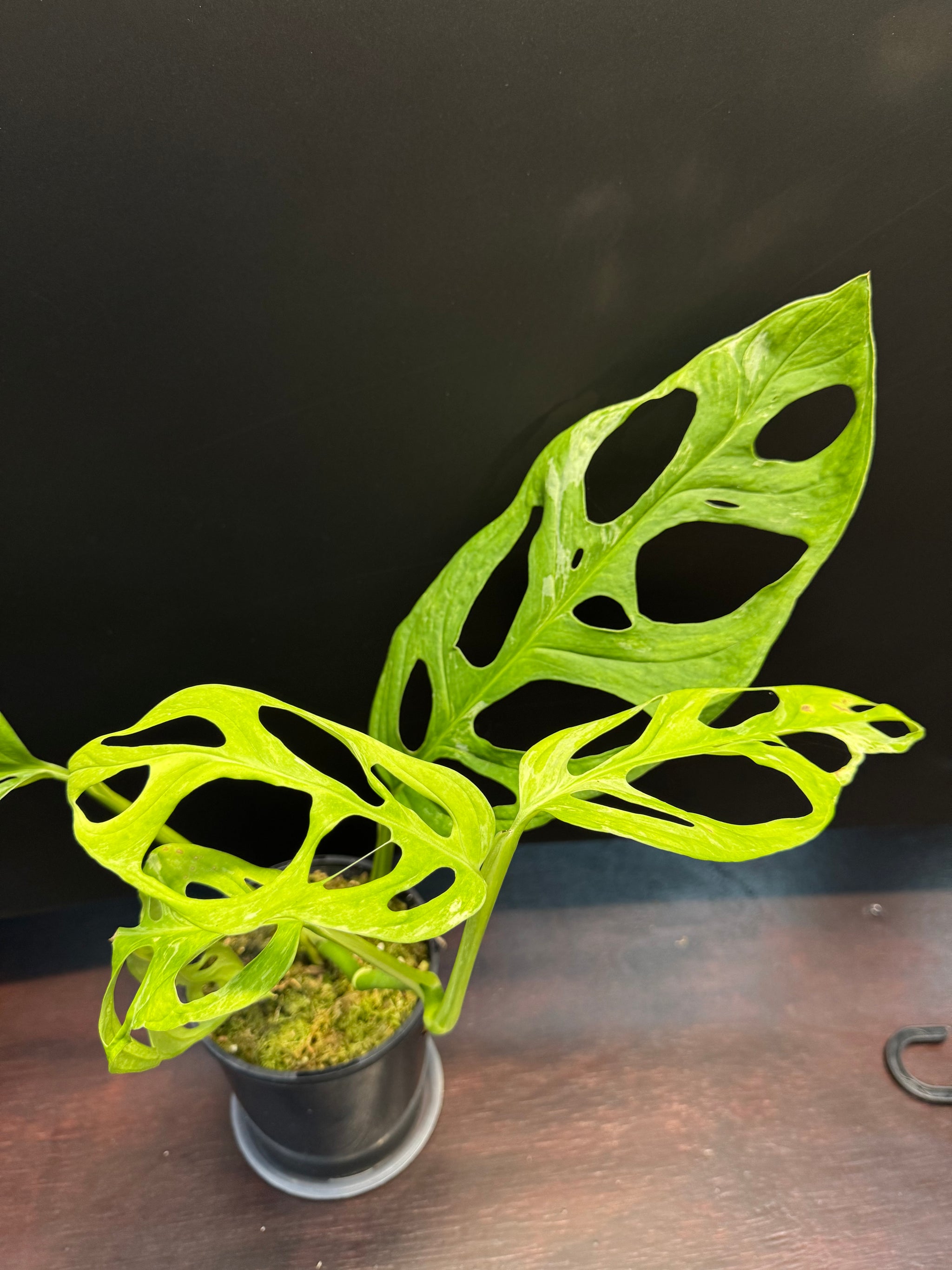 Monstera adansonii 'Indonesian Form' (Indonesian Marble/Mint)