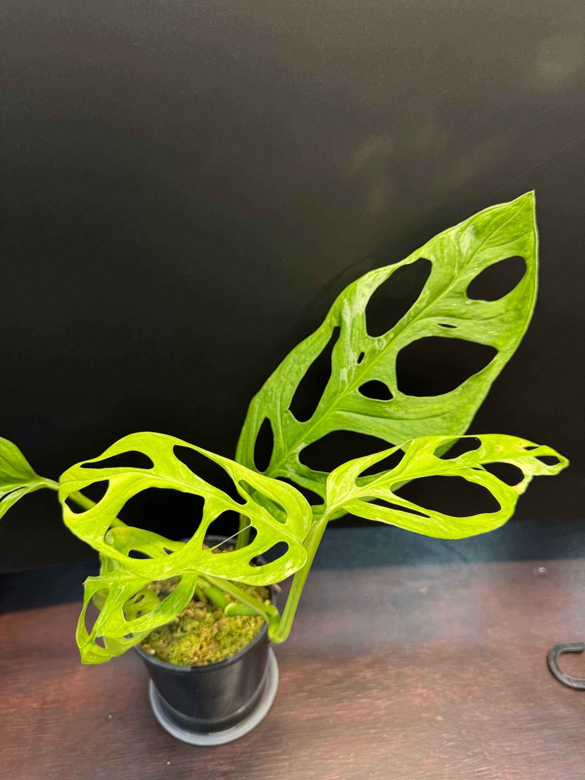 Monstera adansonii 'Indonesian Form' (Indonesian Marble/Mint)