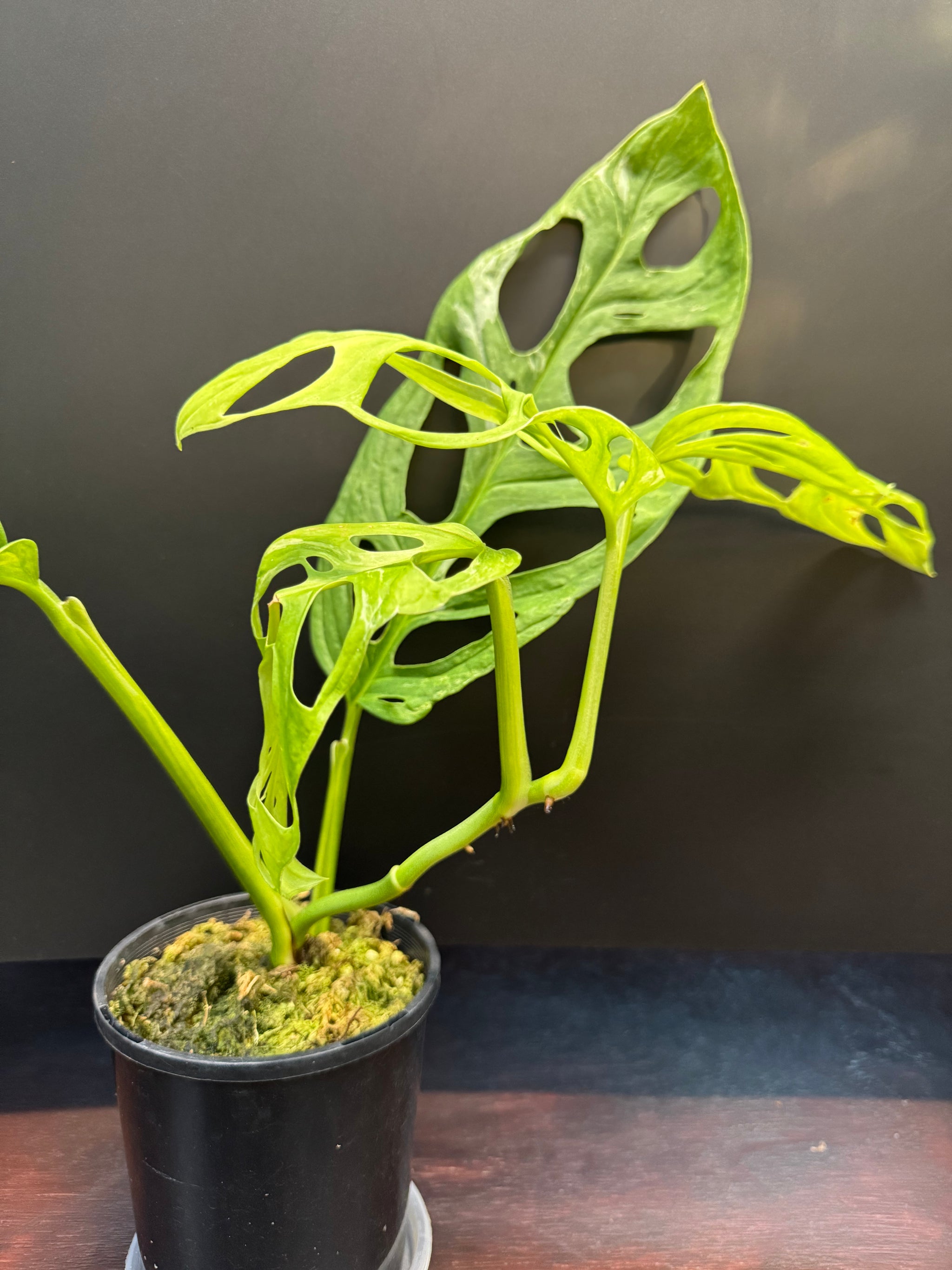 Monstera adansonii 'Indonesian Form' (Indonesian Marble/Mint)