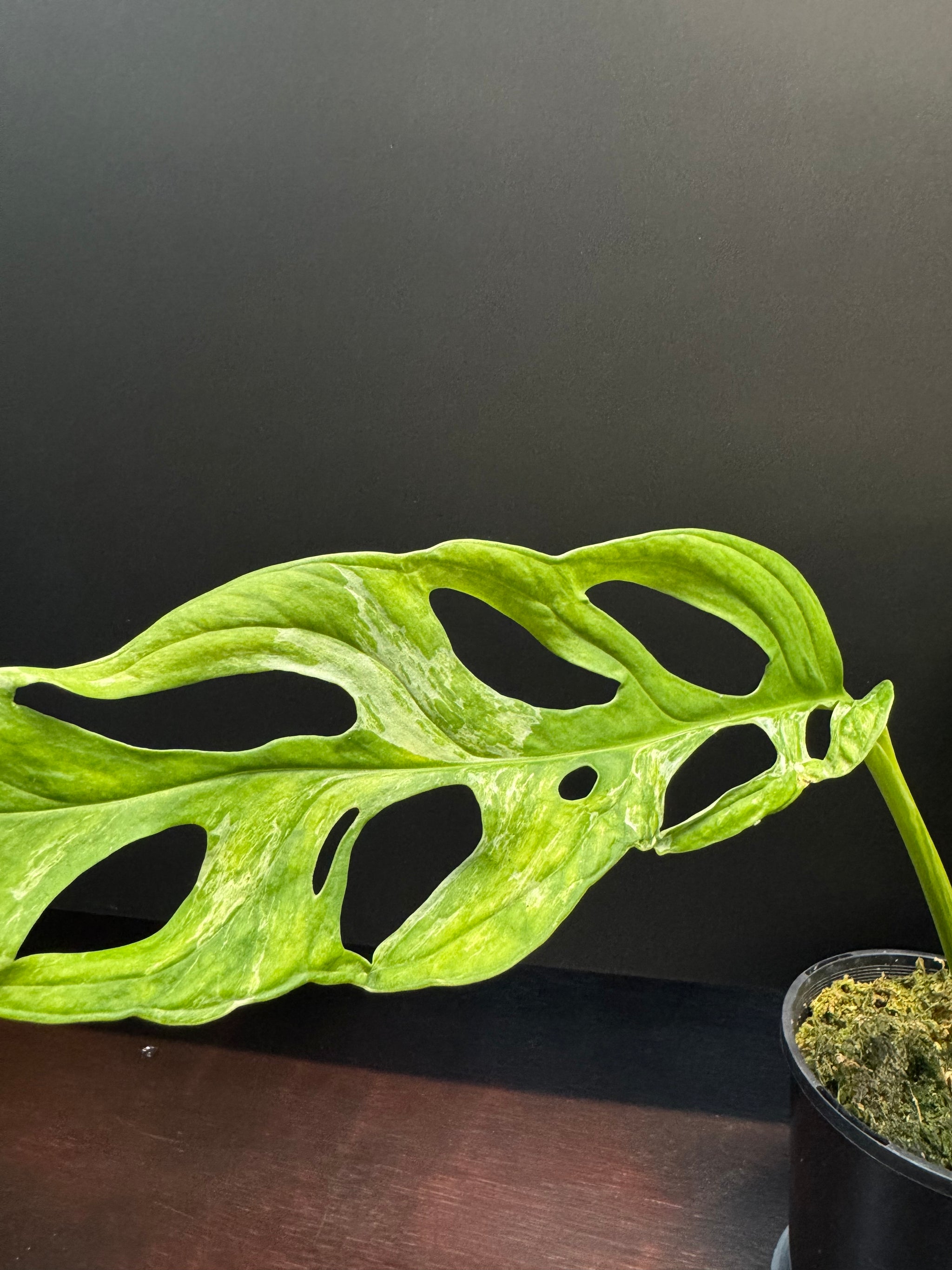 Monstera adansonii 'Indonesian Form' (Indonesian Marble/Mint)