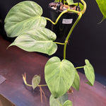 Philodendron 'Heartleaf Variegated'