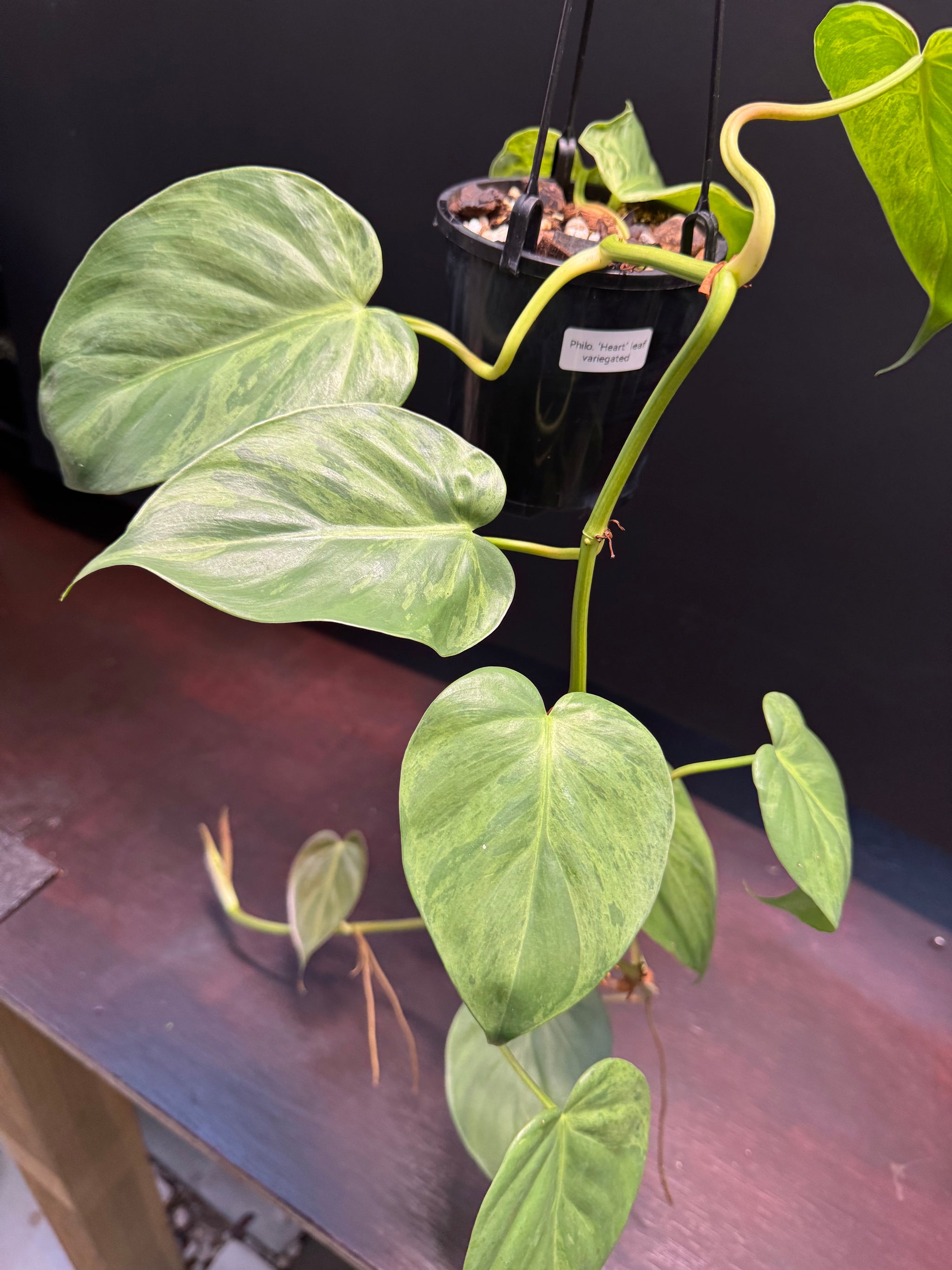Philodendron 'Heartleaf Variegated'