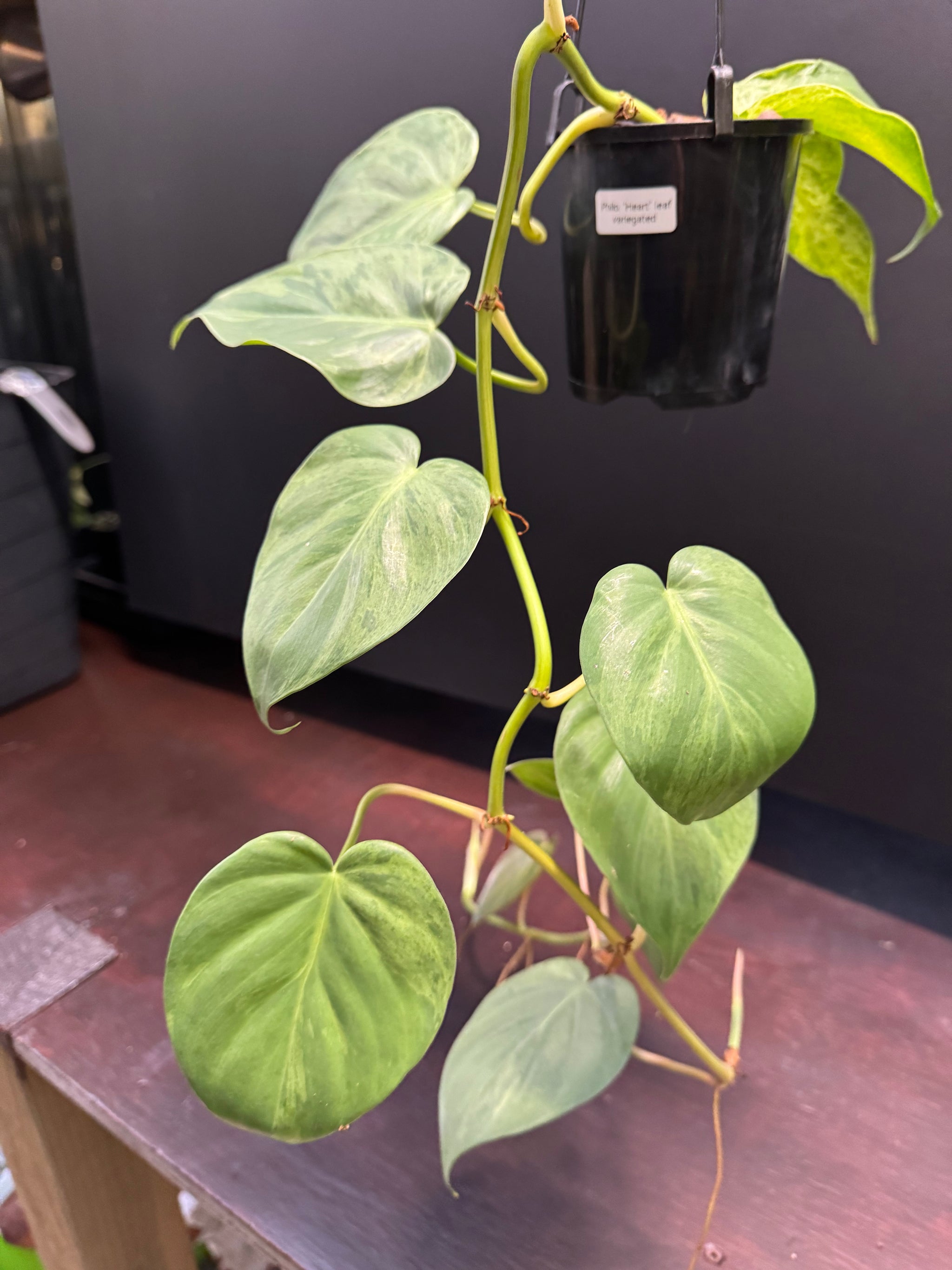 Philodendron 'Heartleaf Variegated'