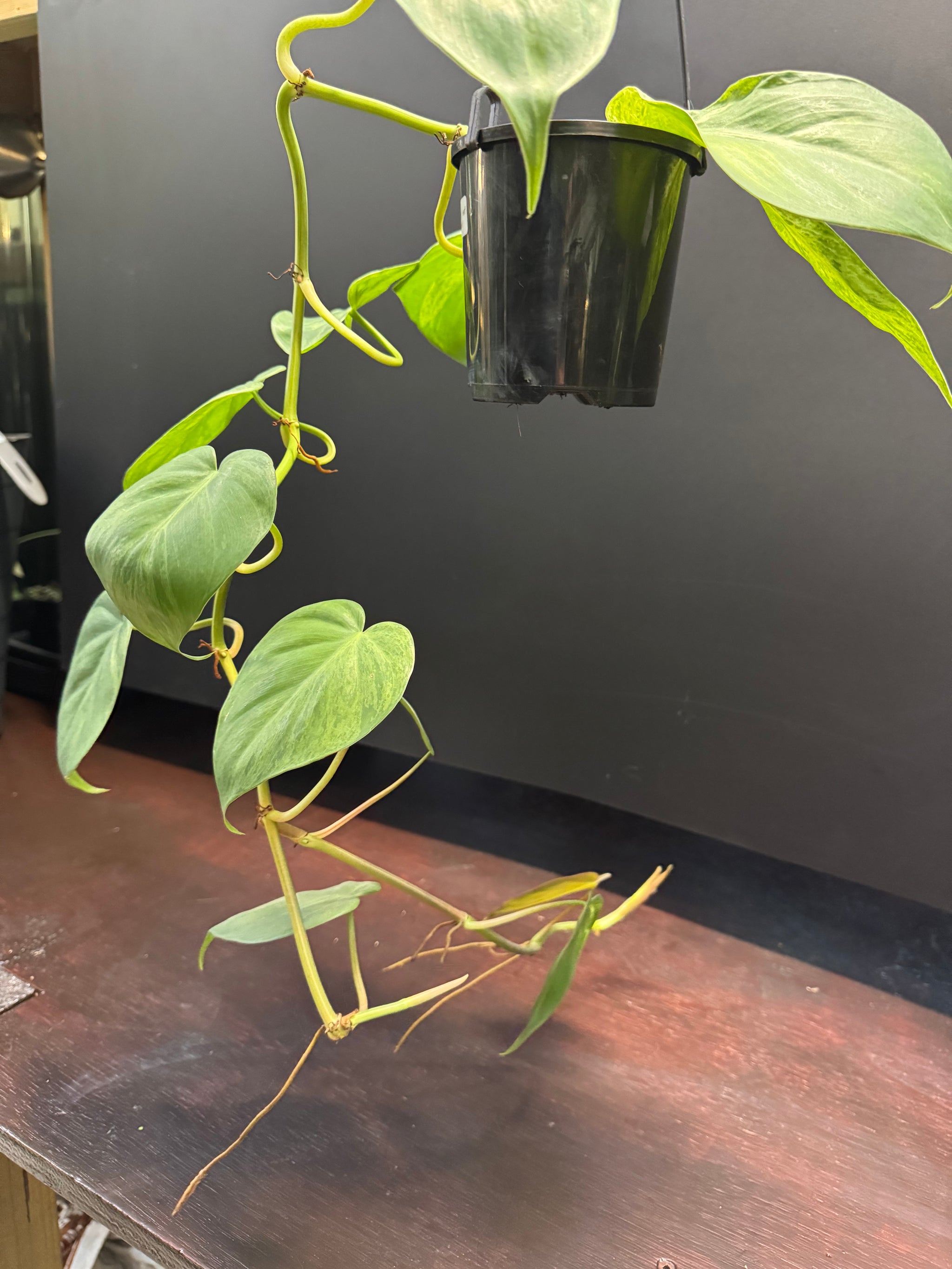 Philodendron 'Heartleaf Variegated'