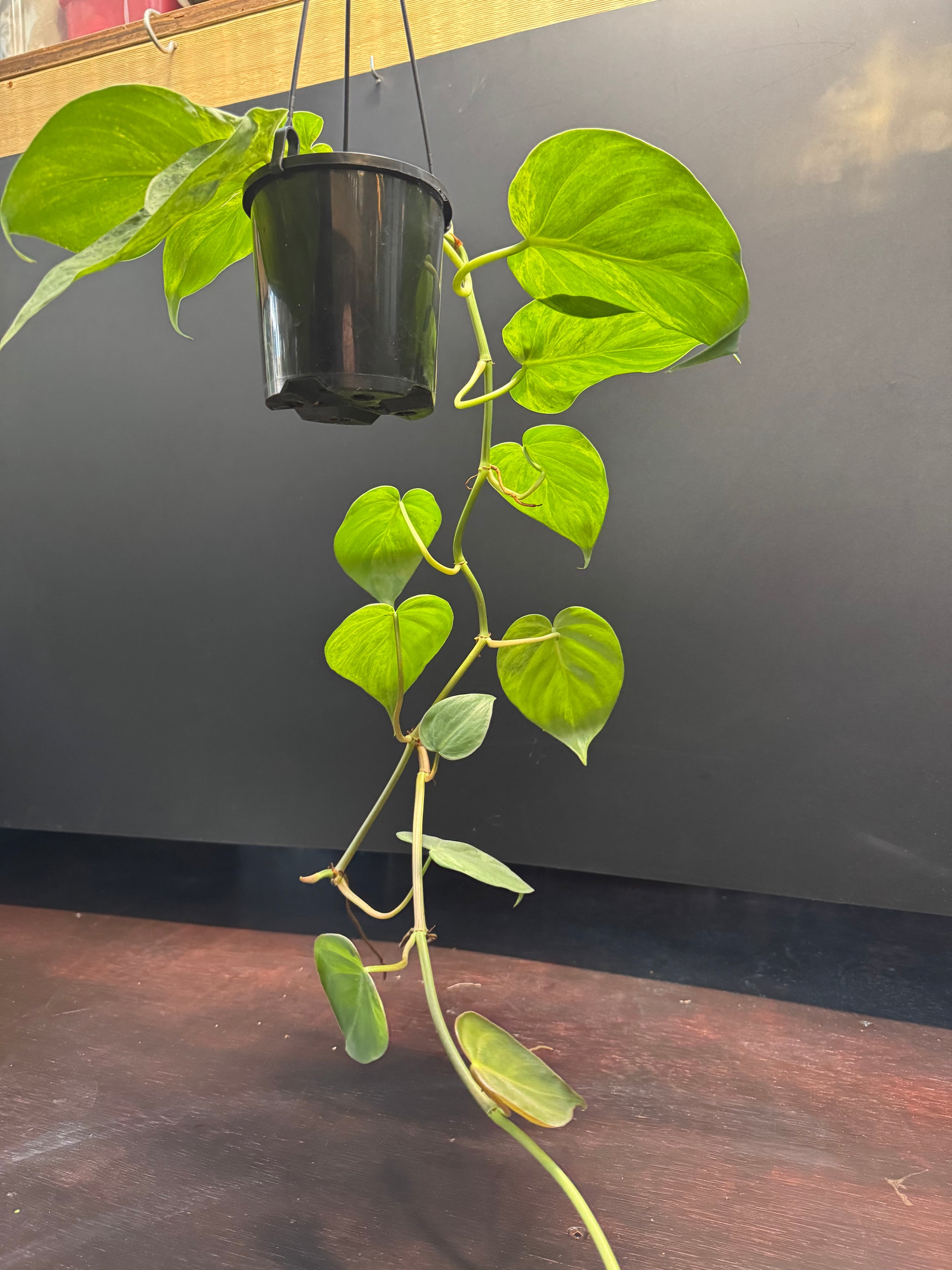 Philodendron 'Heartleaf Variegated'