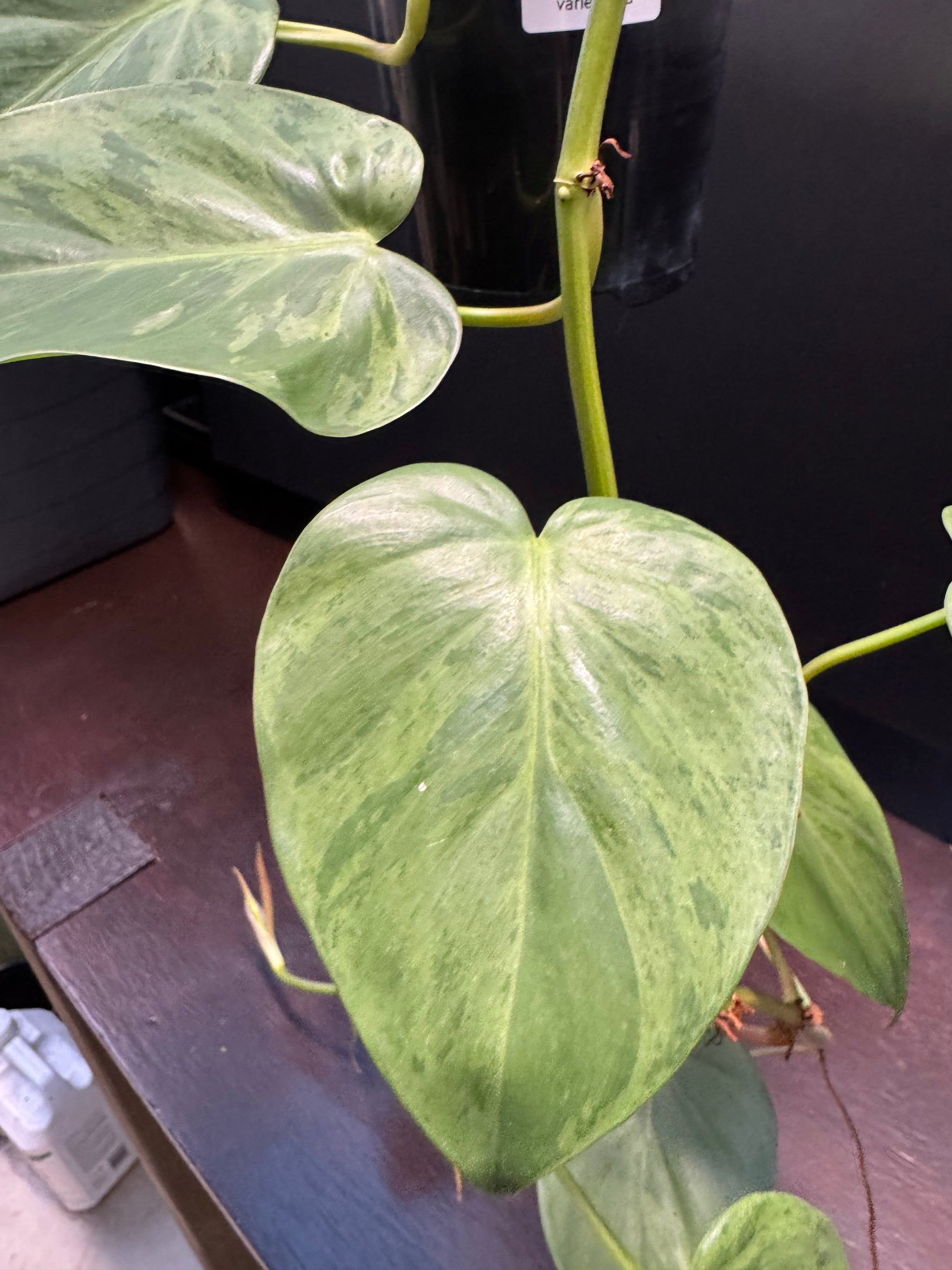 Philodendron 'Heartleaf Variegated'