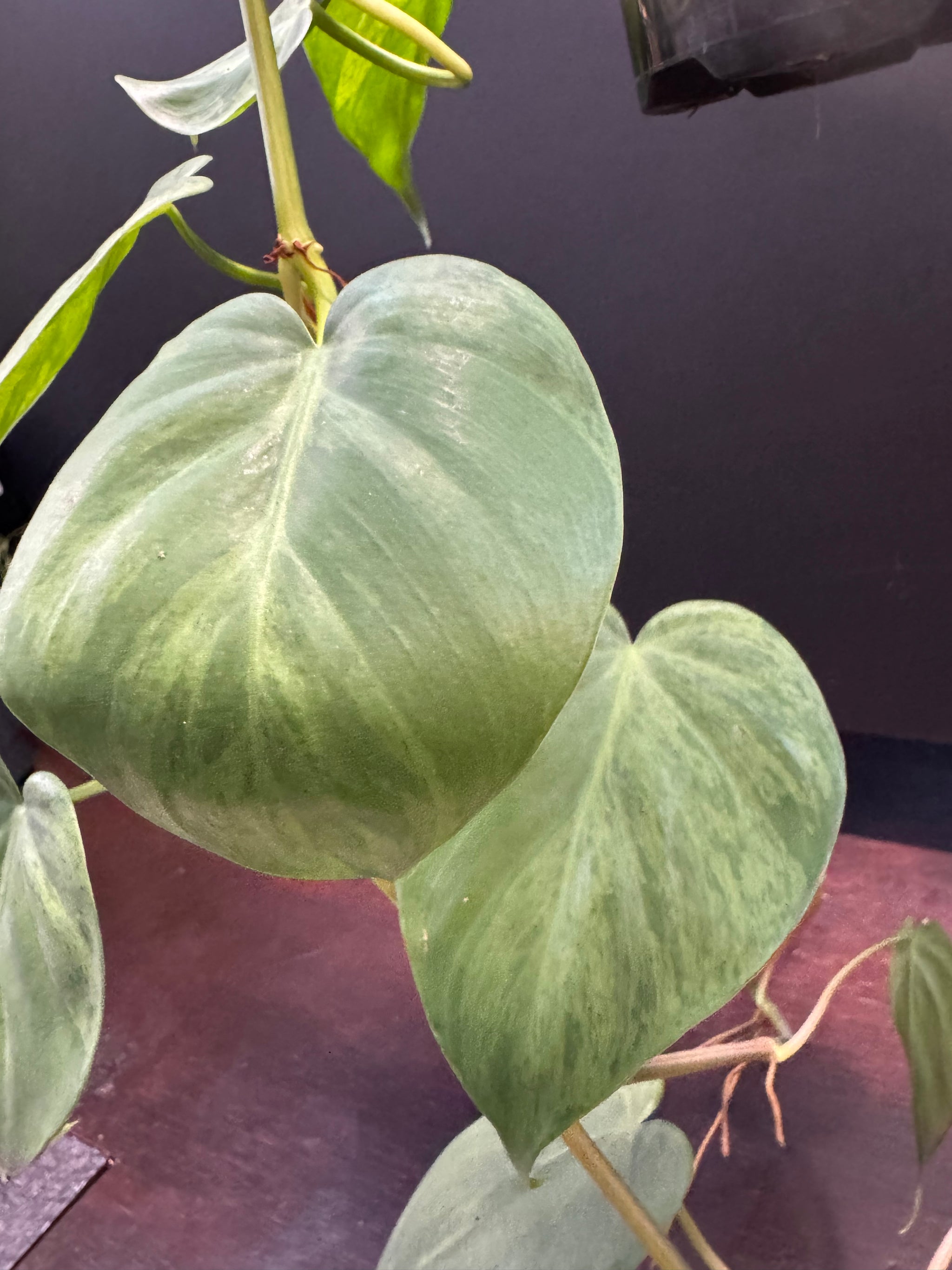 Philodendron 'Heartleaf Variegated'