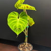 Philodendron verrucosum