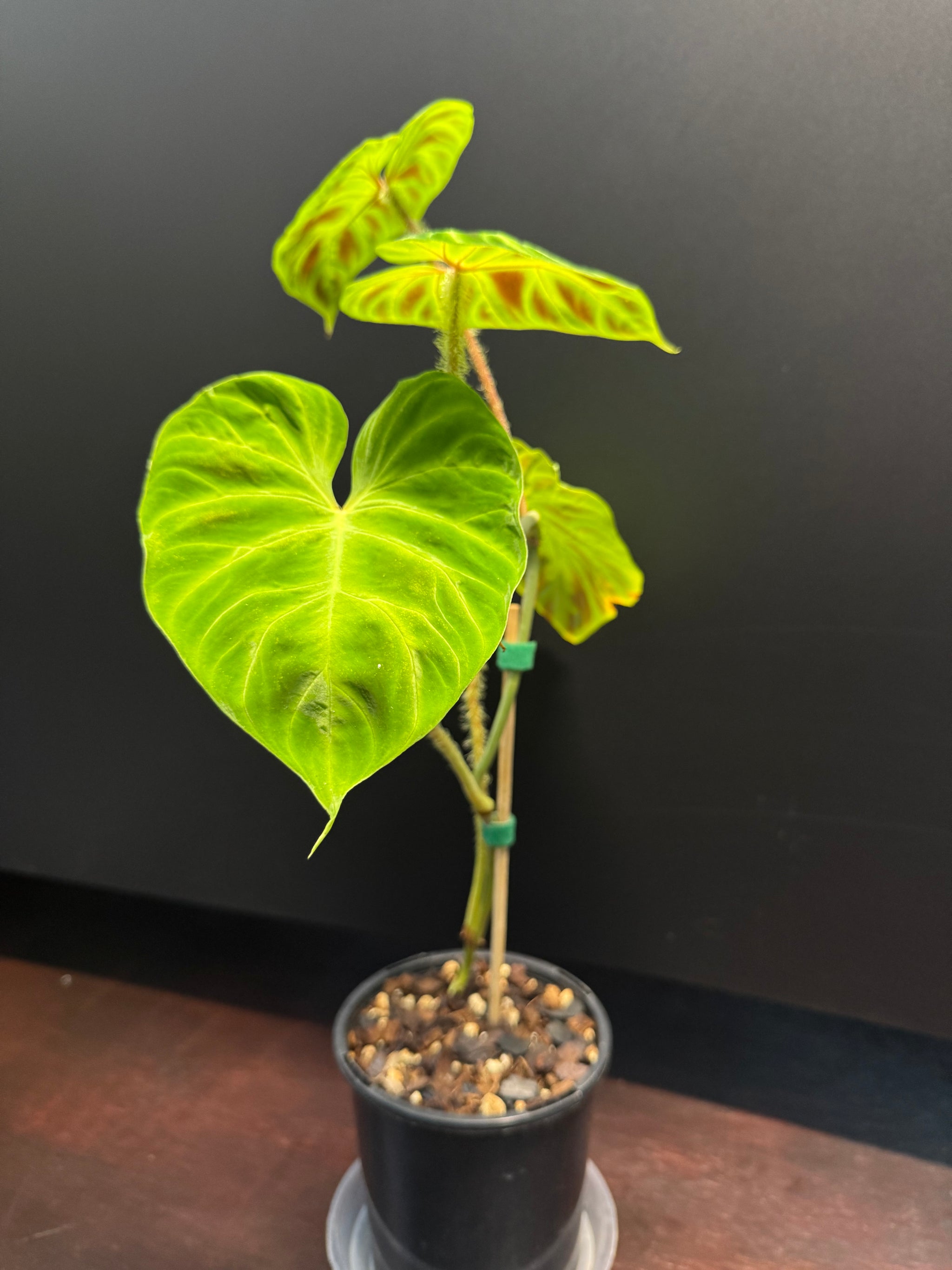 Philodendron verrucosum