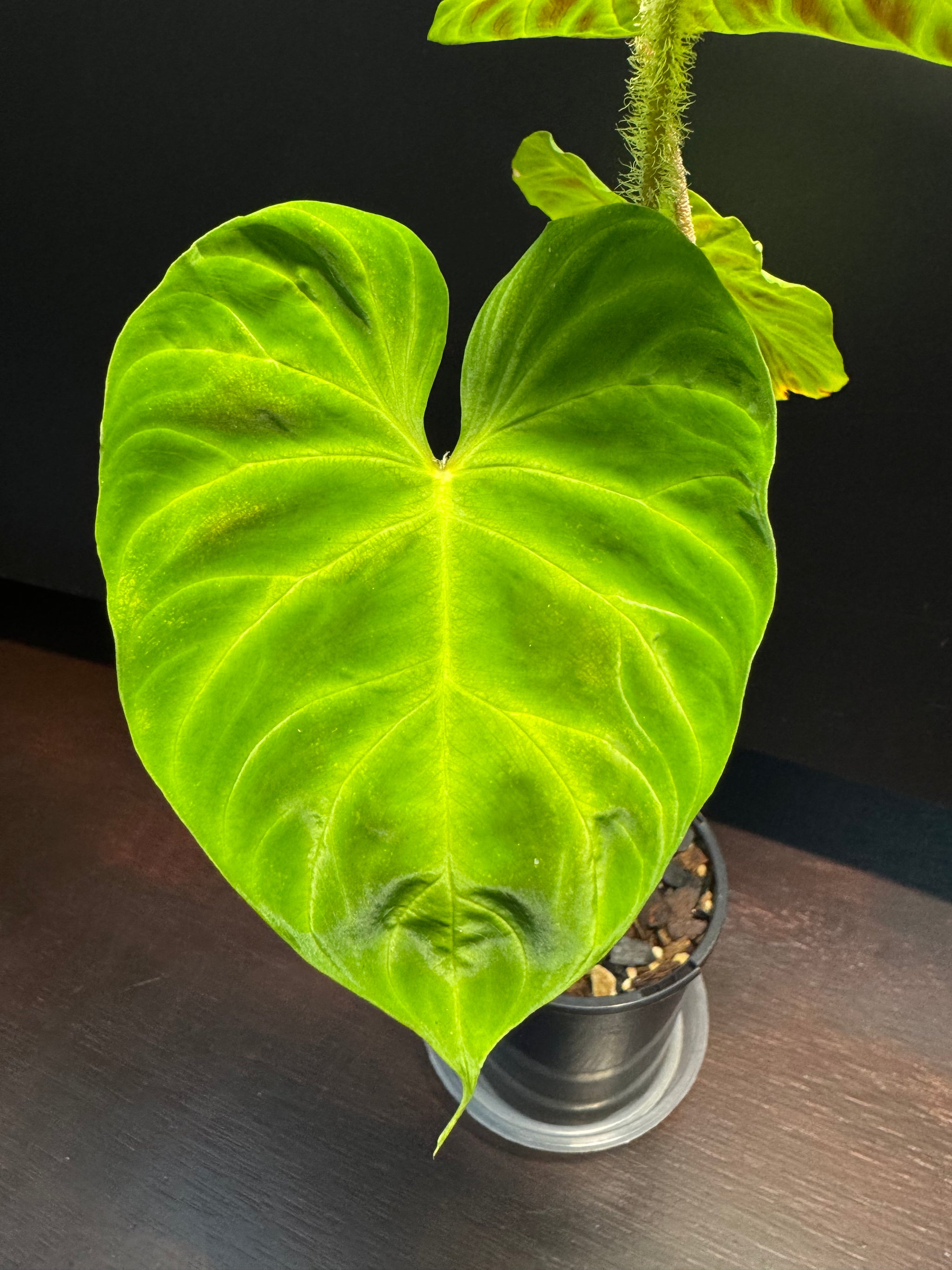 Philodendron verrucosum