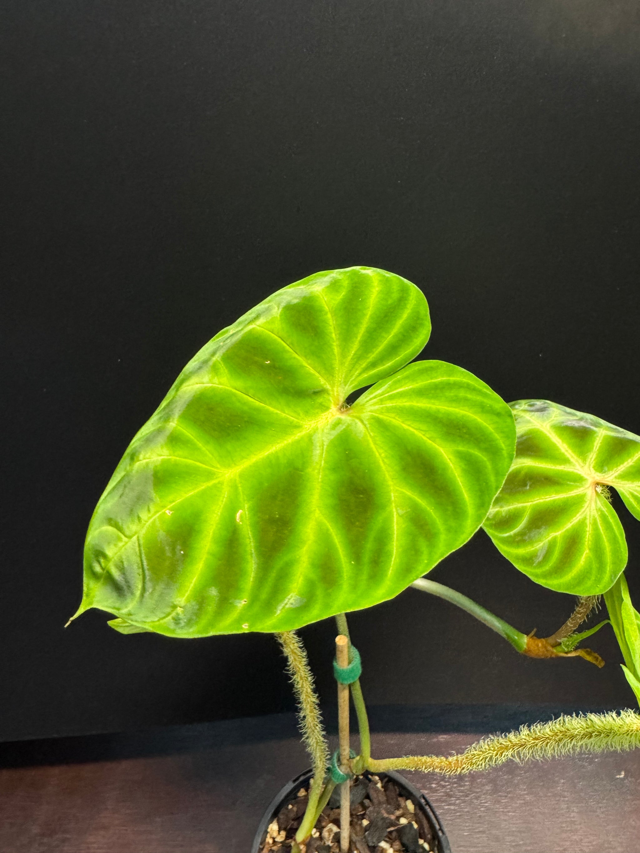 Philodendron verrucosum