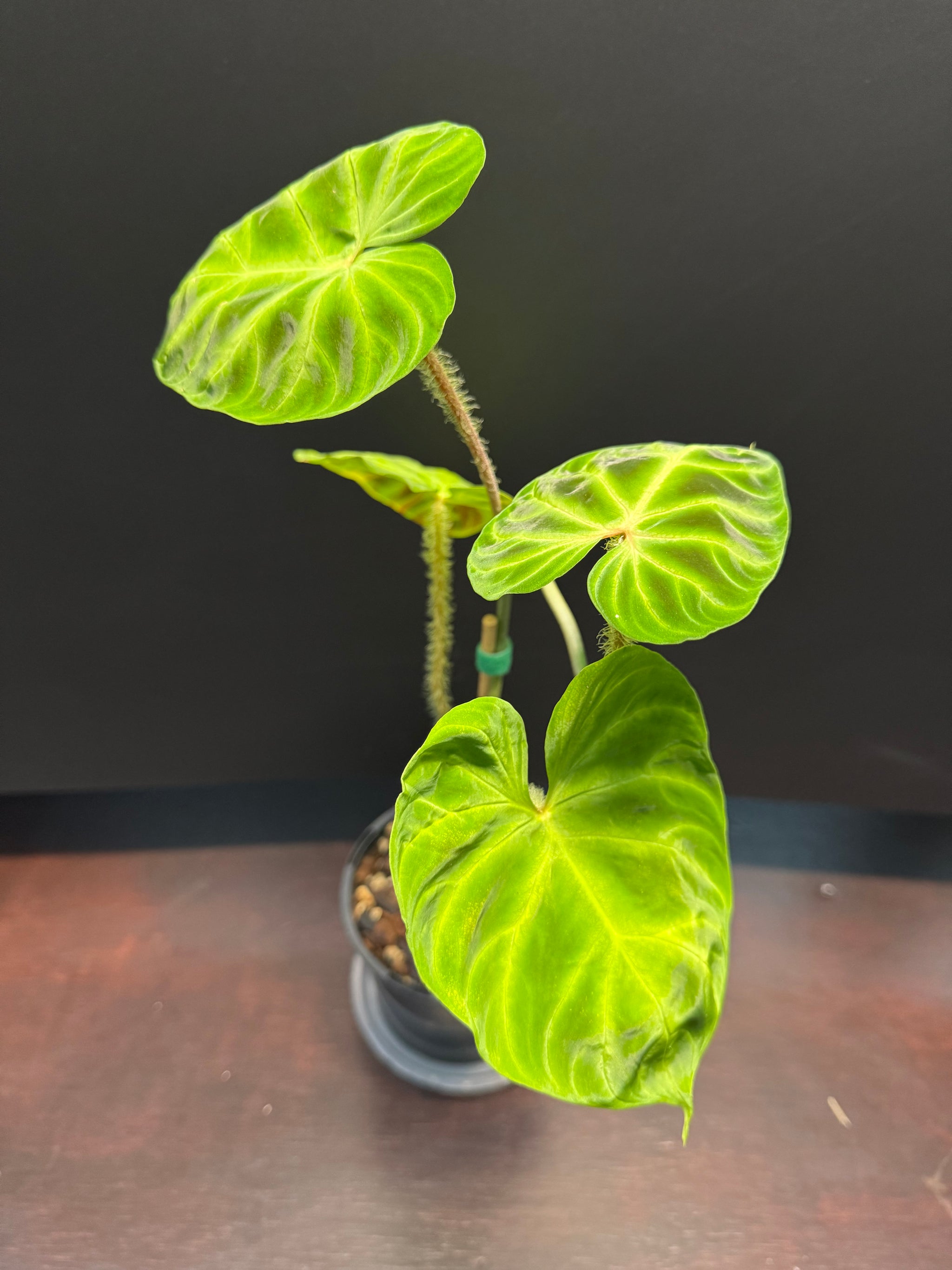Philodendron verrucosum