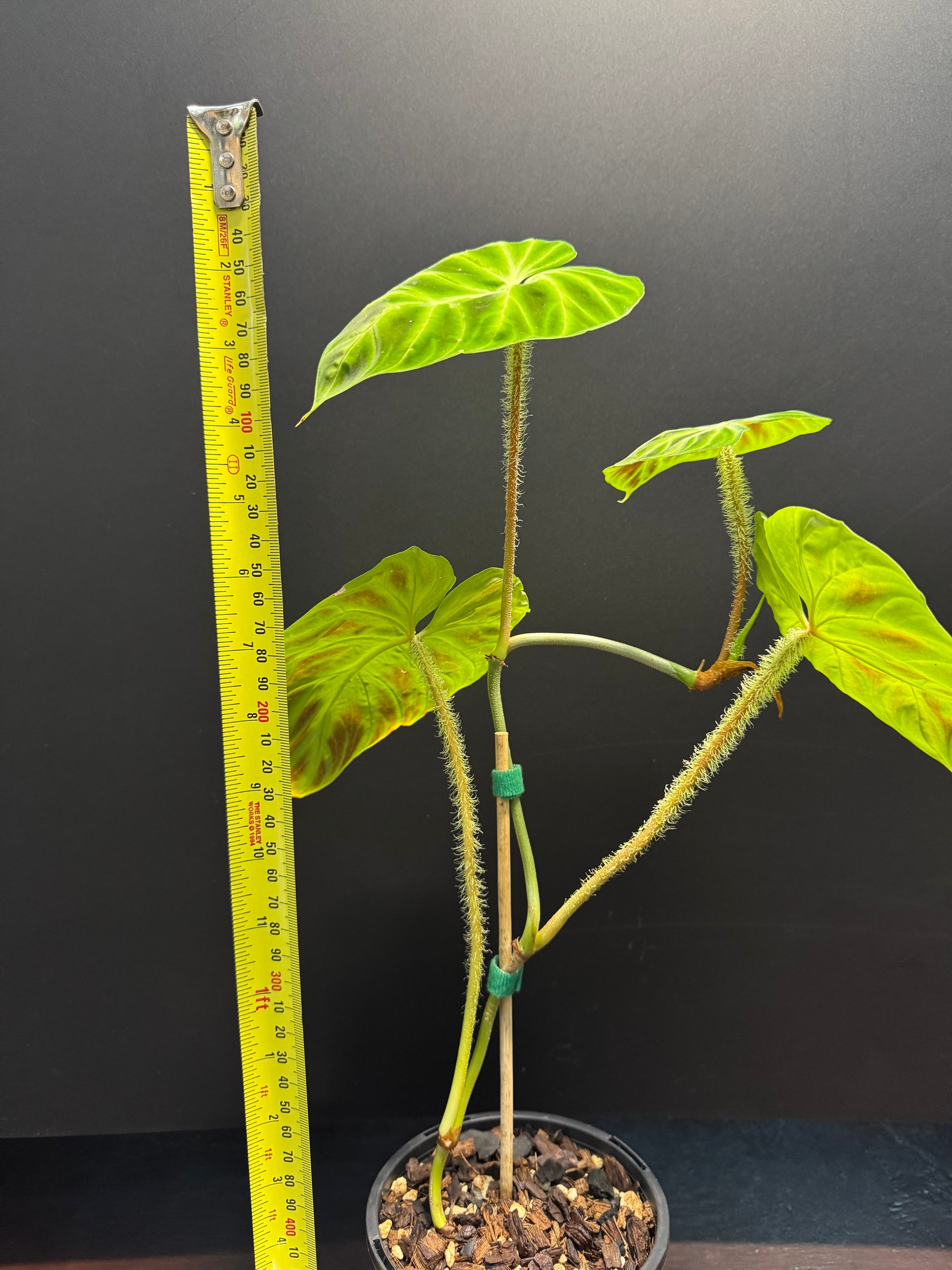 Philodendron verrucosum