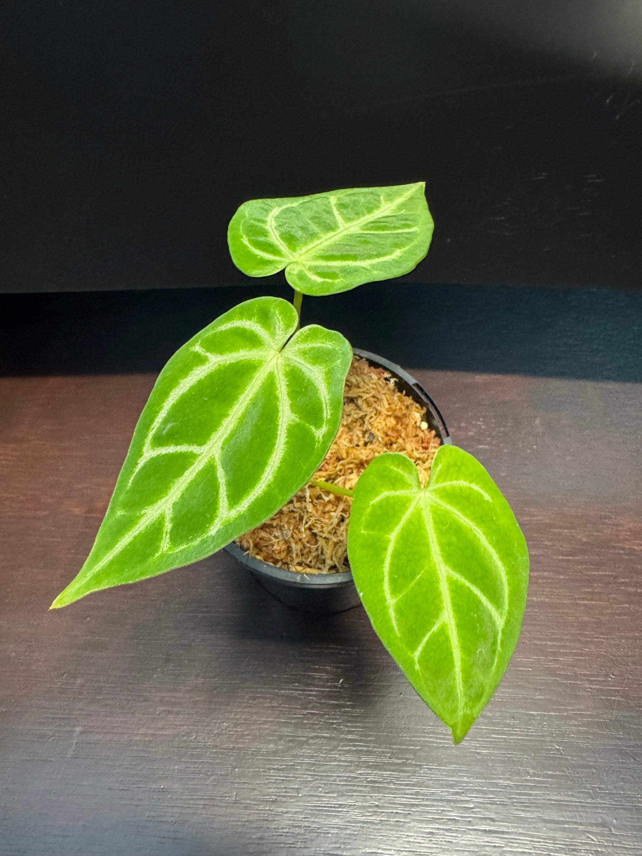 Anthurium Crystallinum x Regale