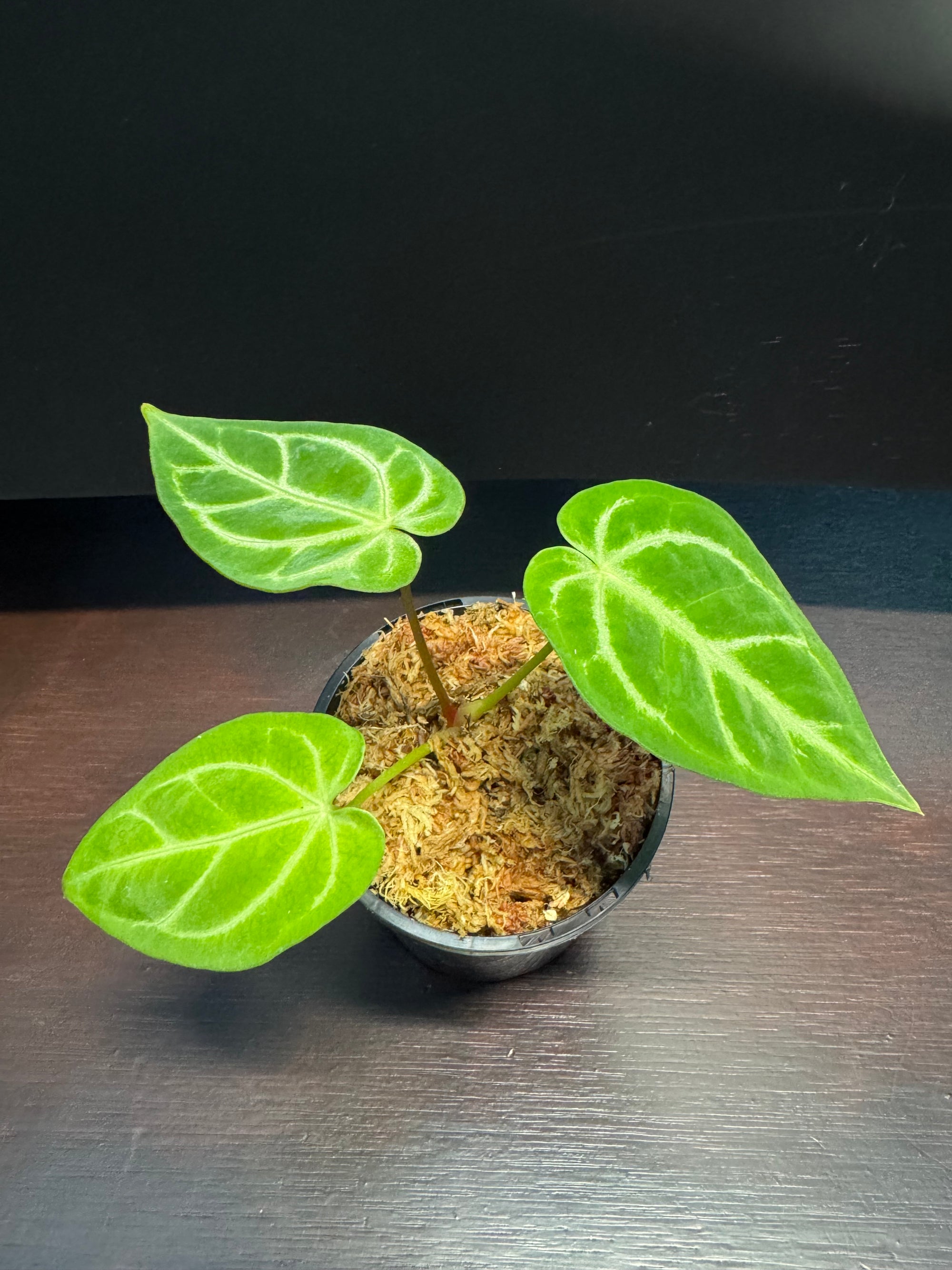 Anthurium Crystallinum x Regale