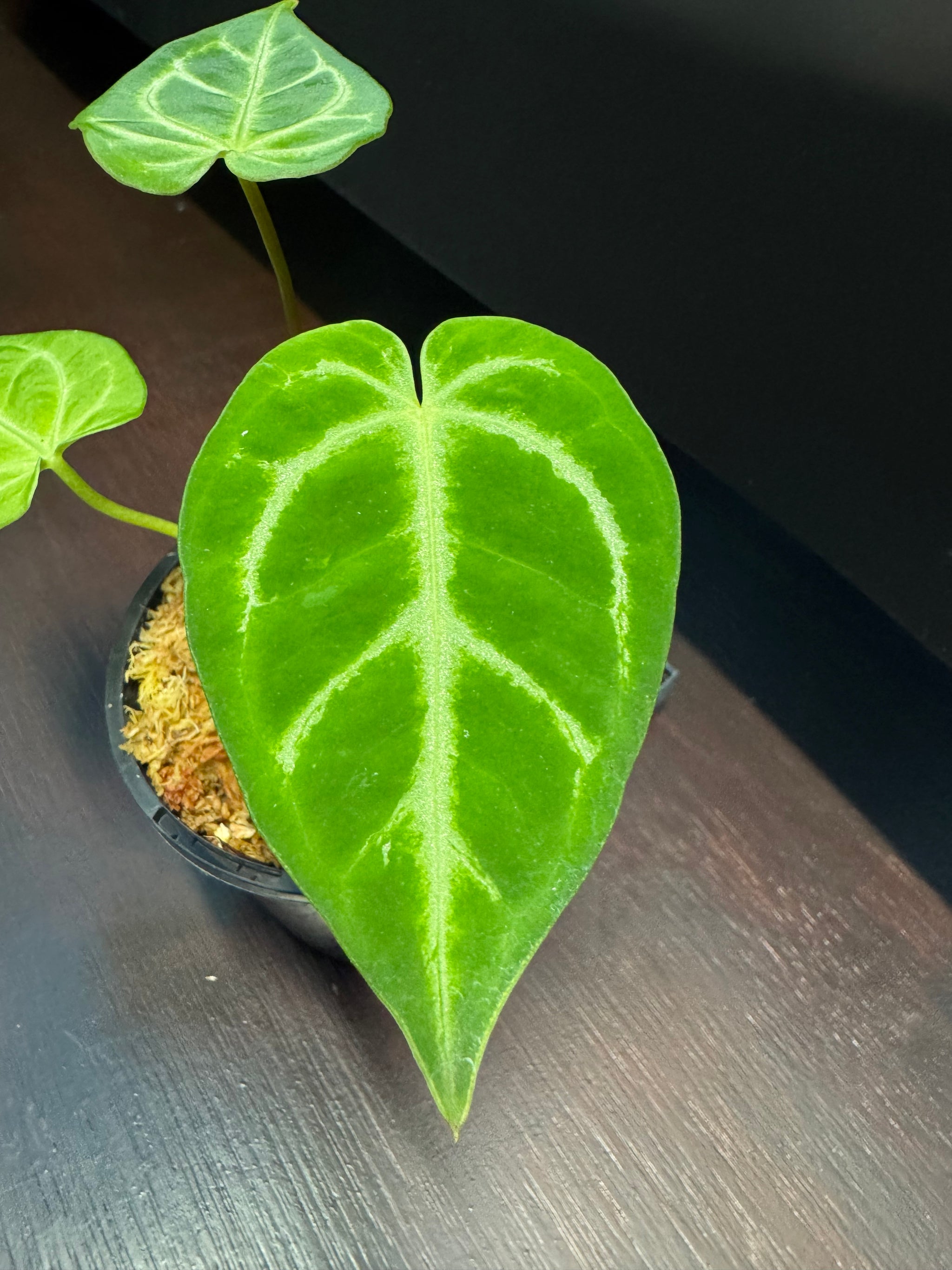 Anthurium Crystallinum x Regale