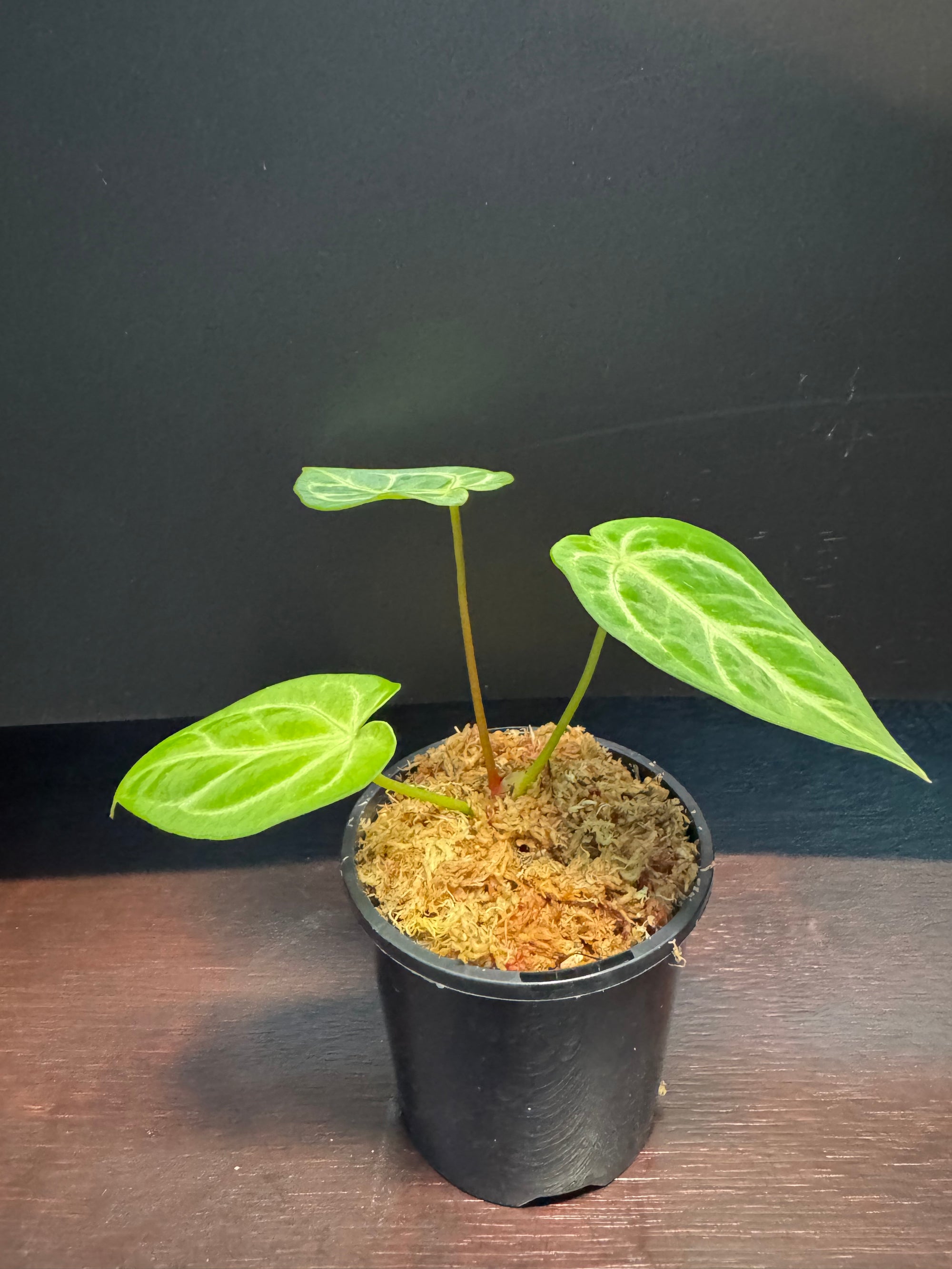 Anthurium Crystallinum x Regale