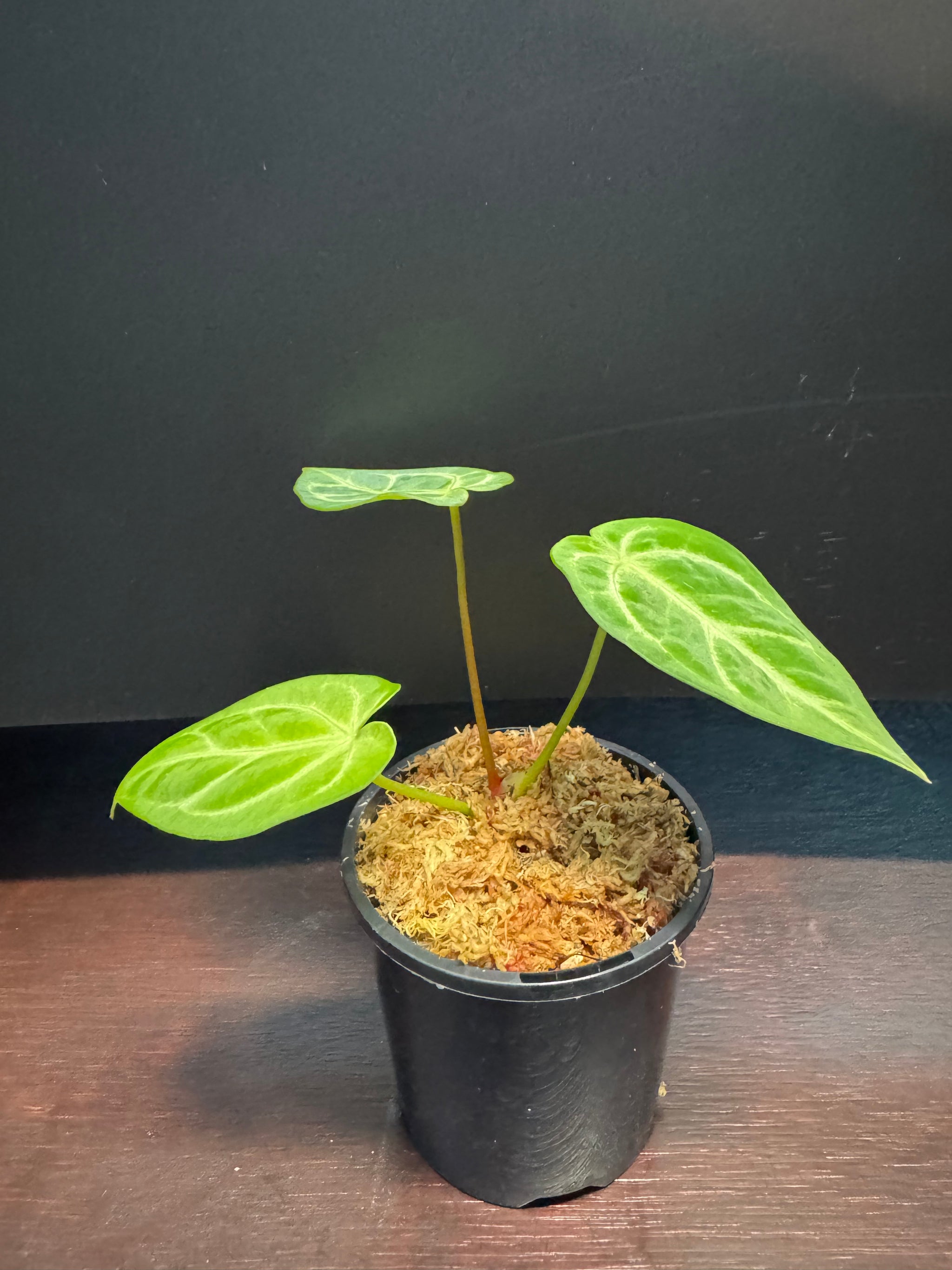 Anthurium Crystallinum x Regale