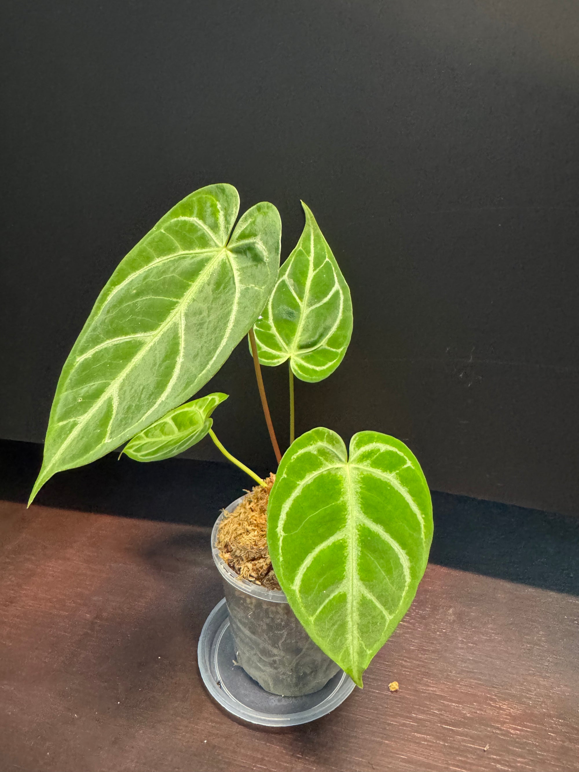 Anthurium Crystallinum x Regale